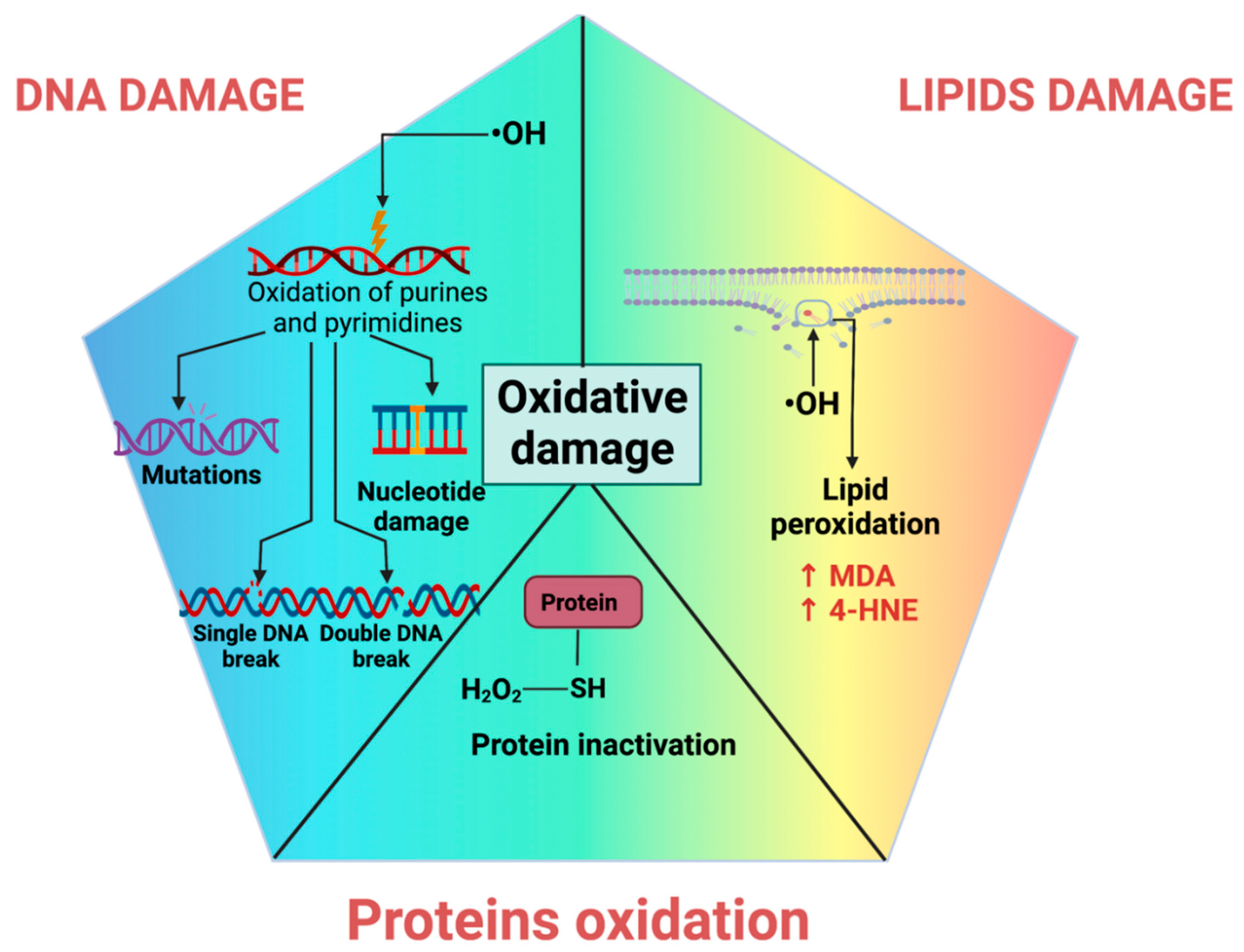 Oxygen 02 00030 g003