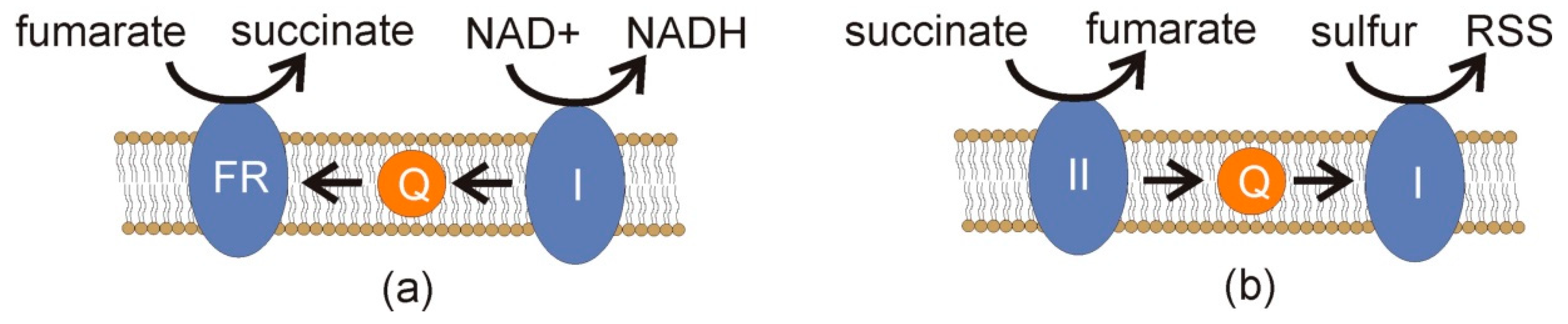 Oxygen 02 00032 g004