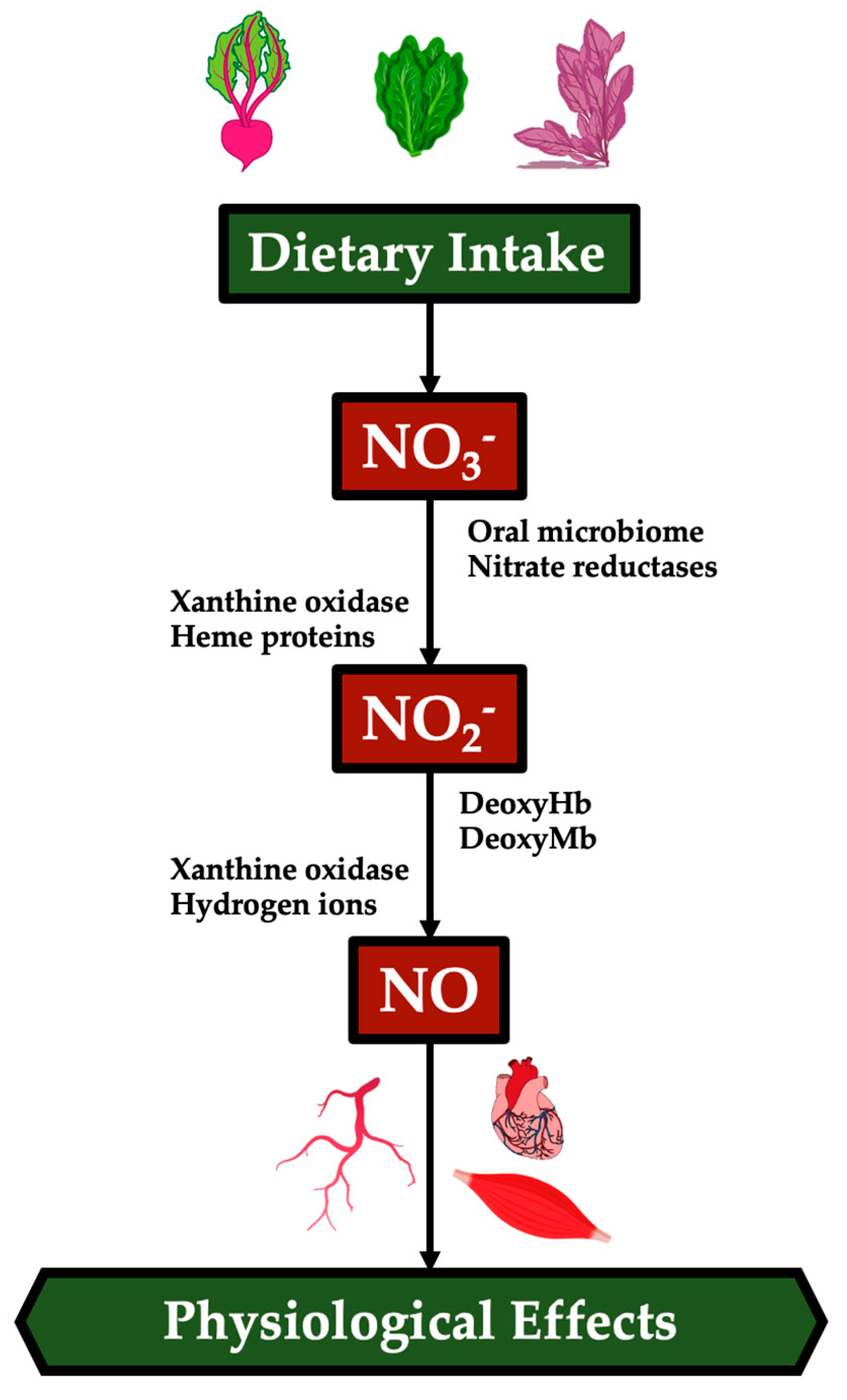 Oxygen 03 00010 g001 Oxygen 03 00010 g001