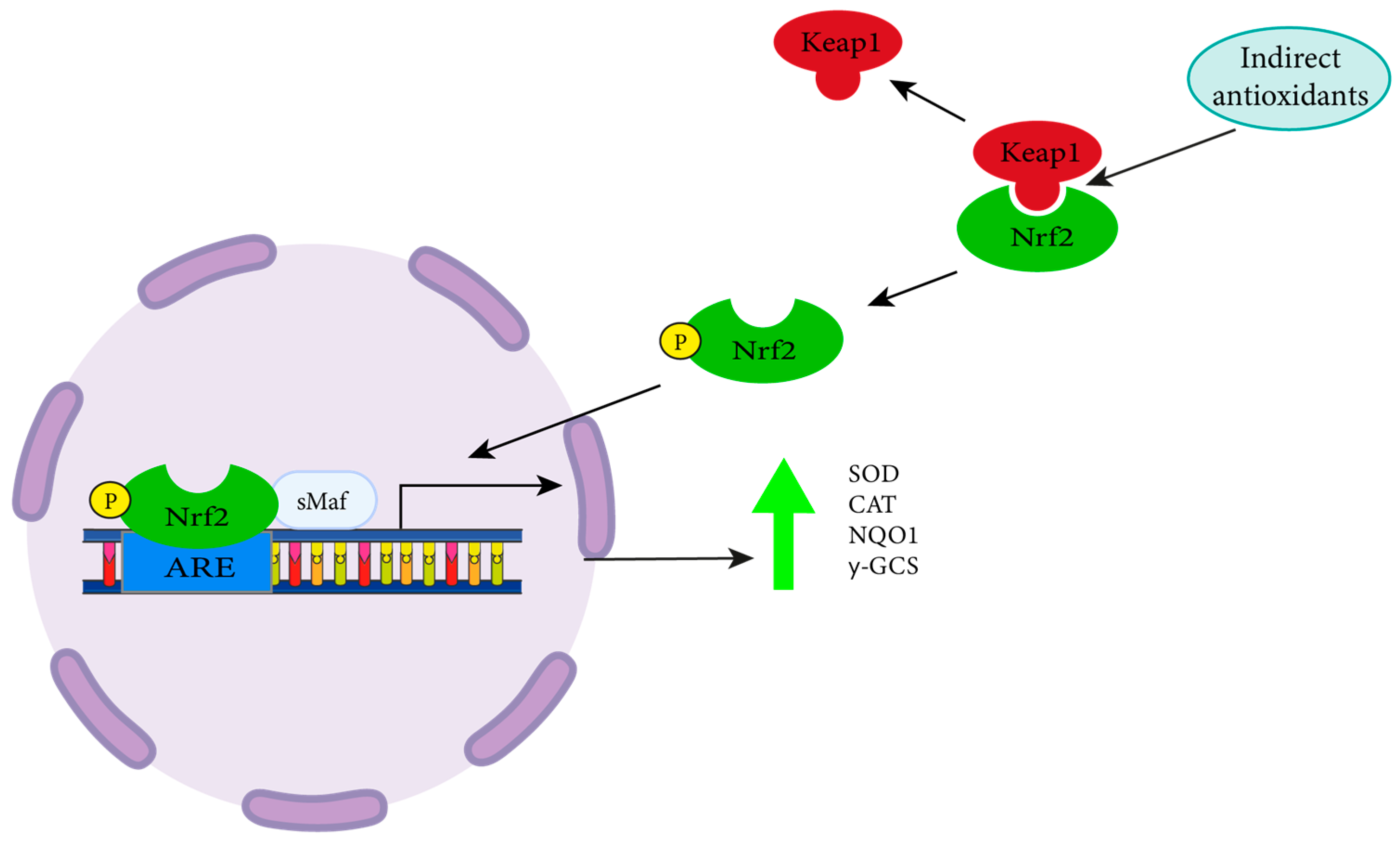 Oxygen 03 00024 g004