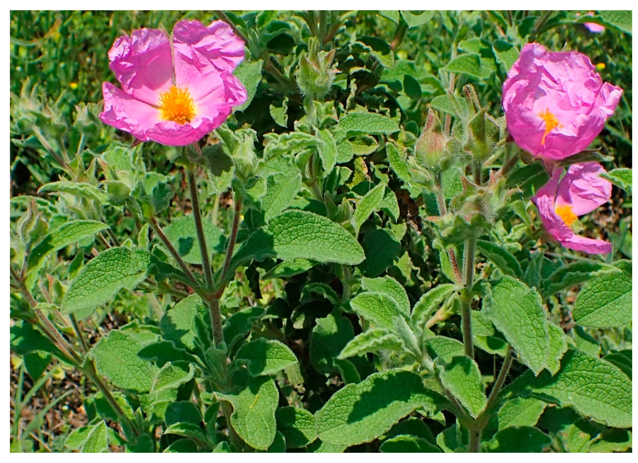 Oxygen 04 00005 g001