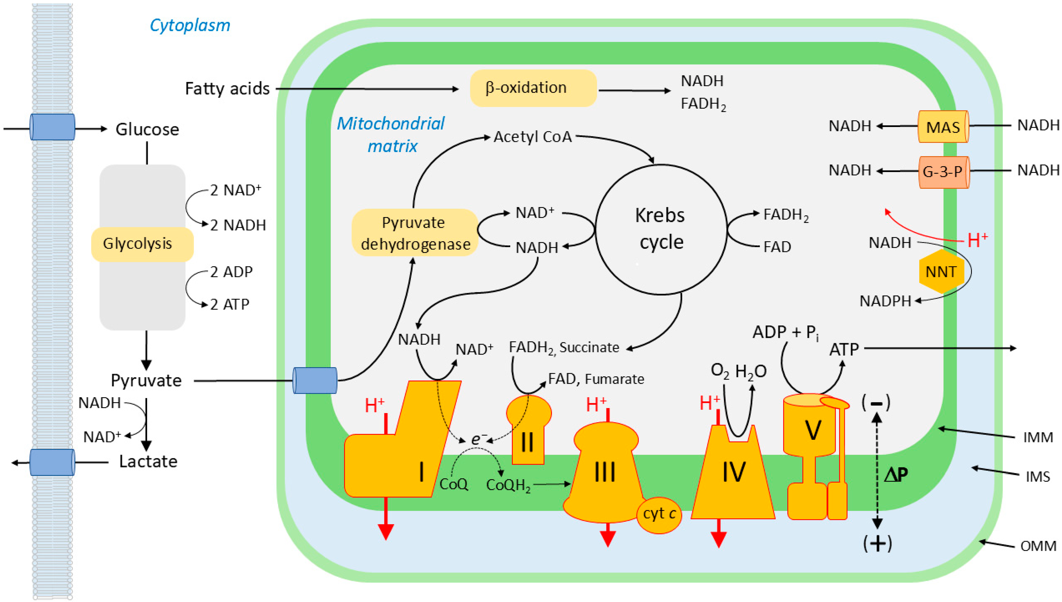 Oxygen 06 00004 g004
