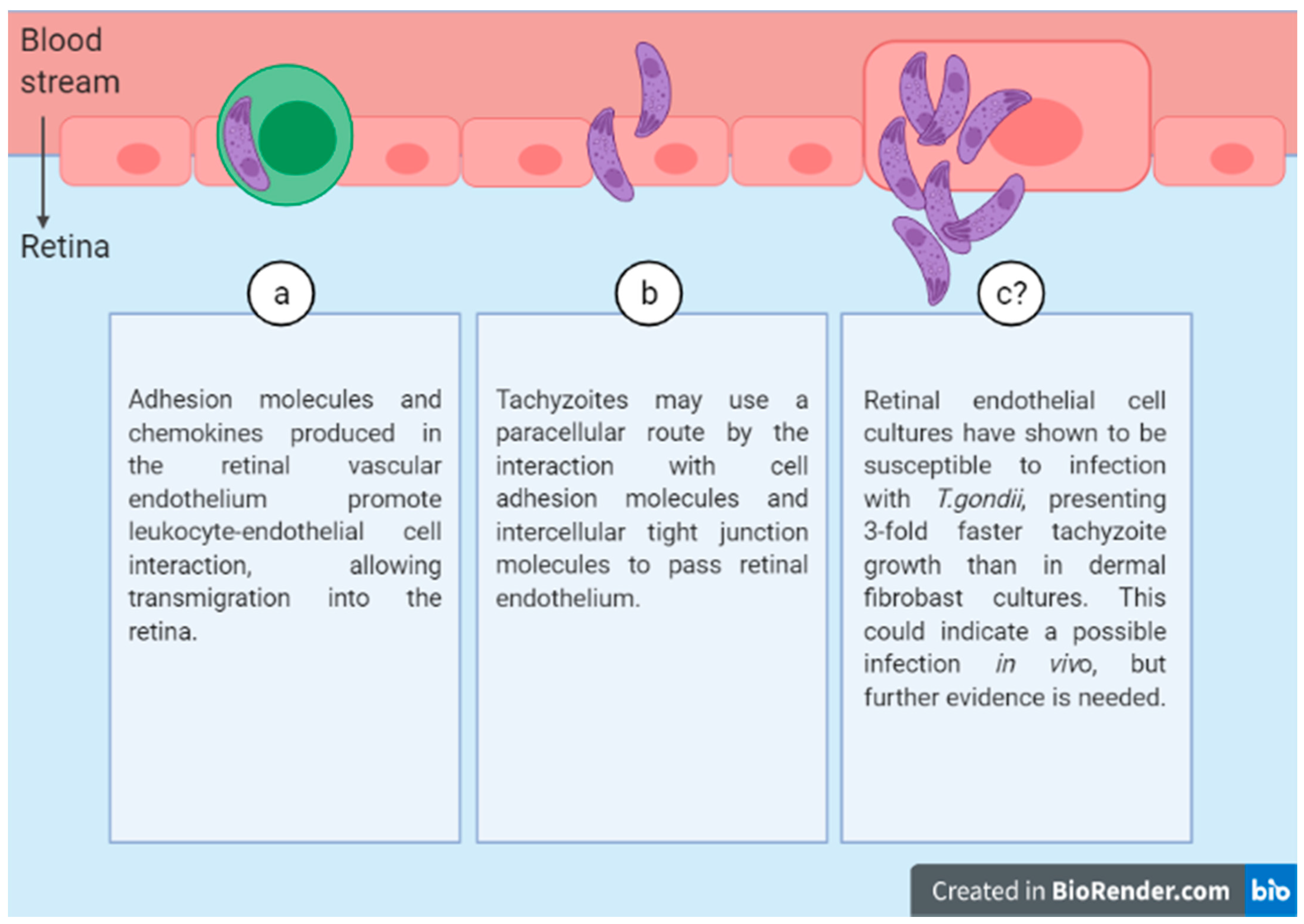 Parasitologia 01 00007 g002