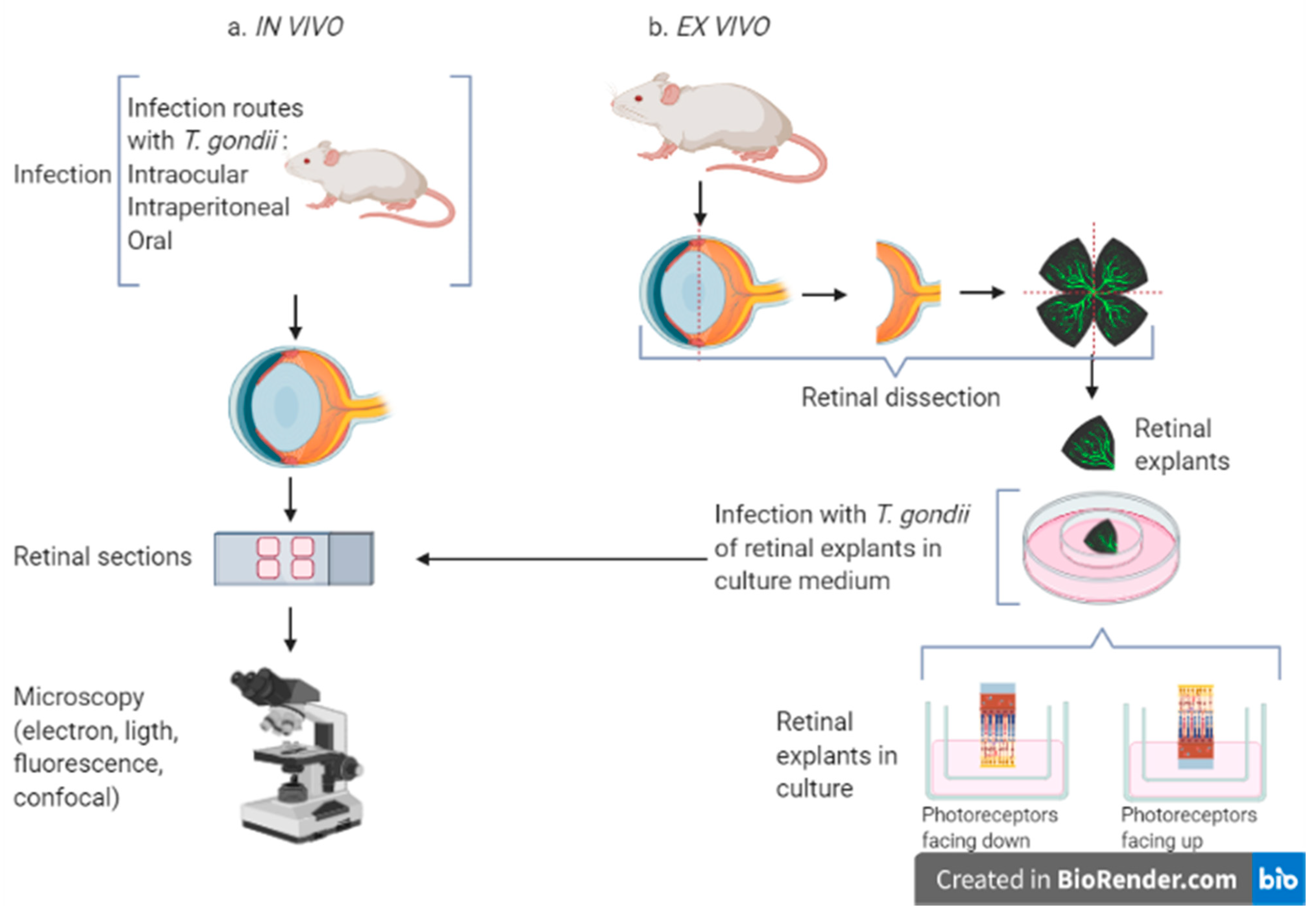 Parasitologia 01 00007 g003