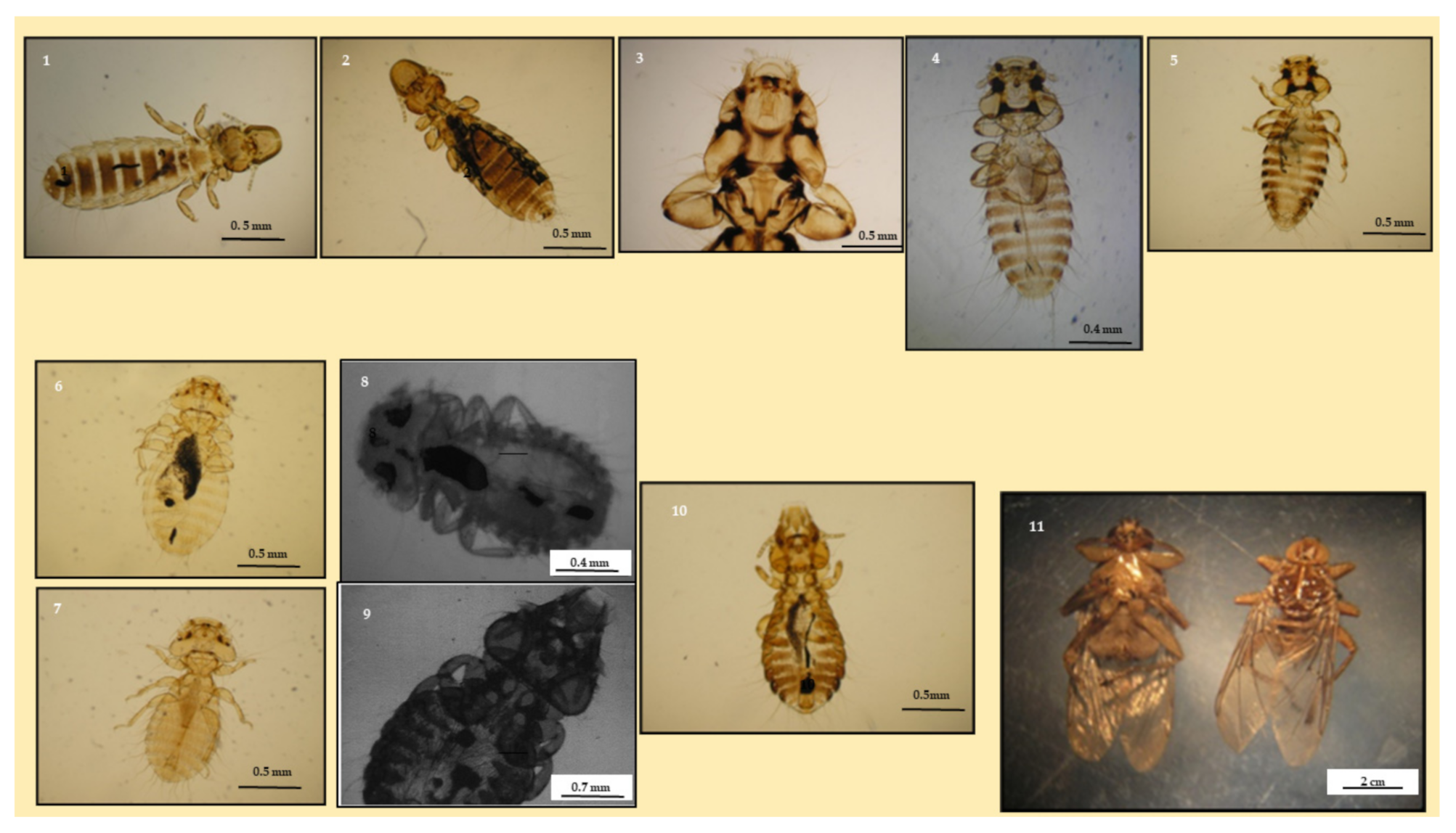 Parasitologia 01 00008 g001