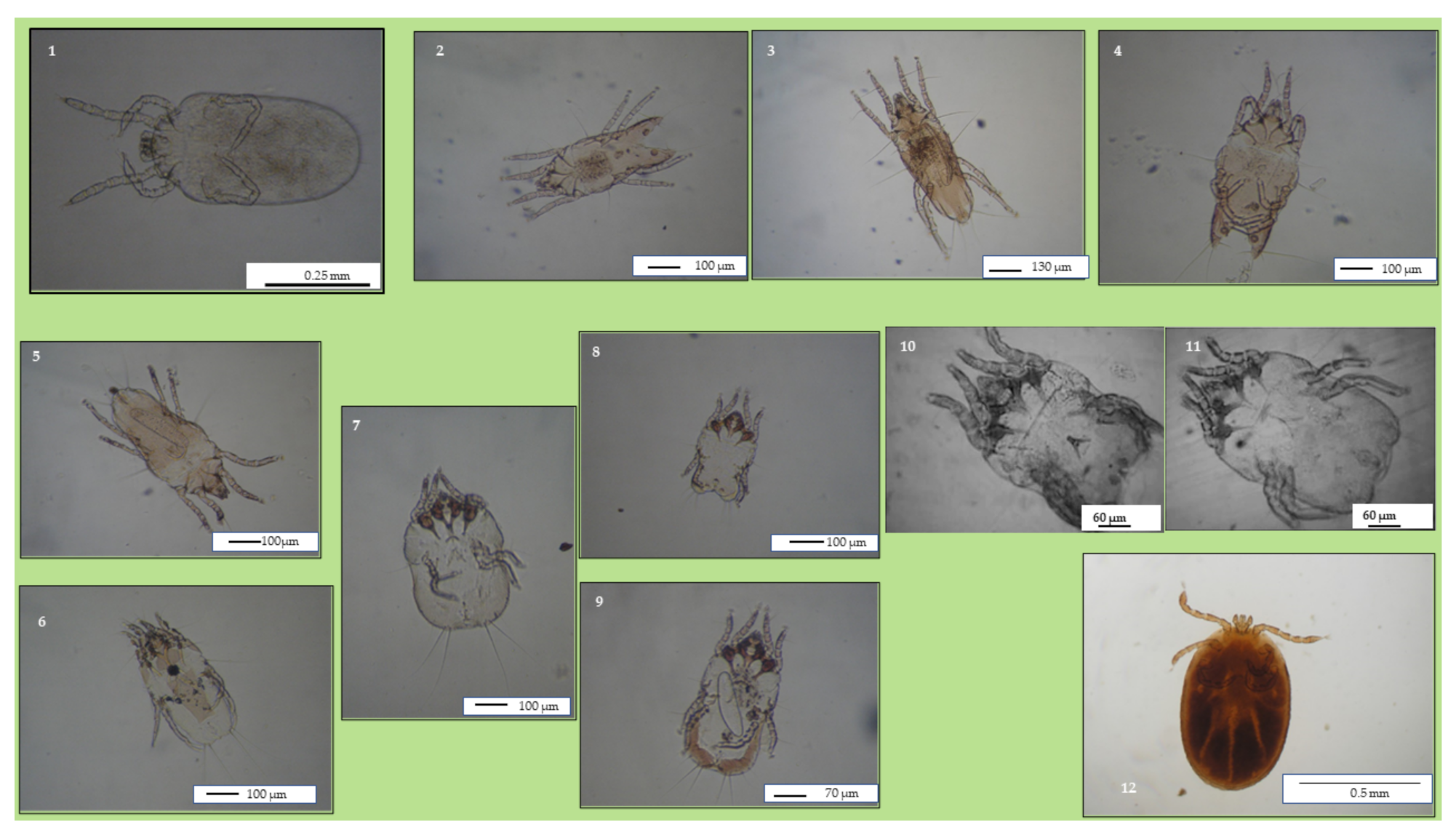 Parasitologia 01 00008 g002