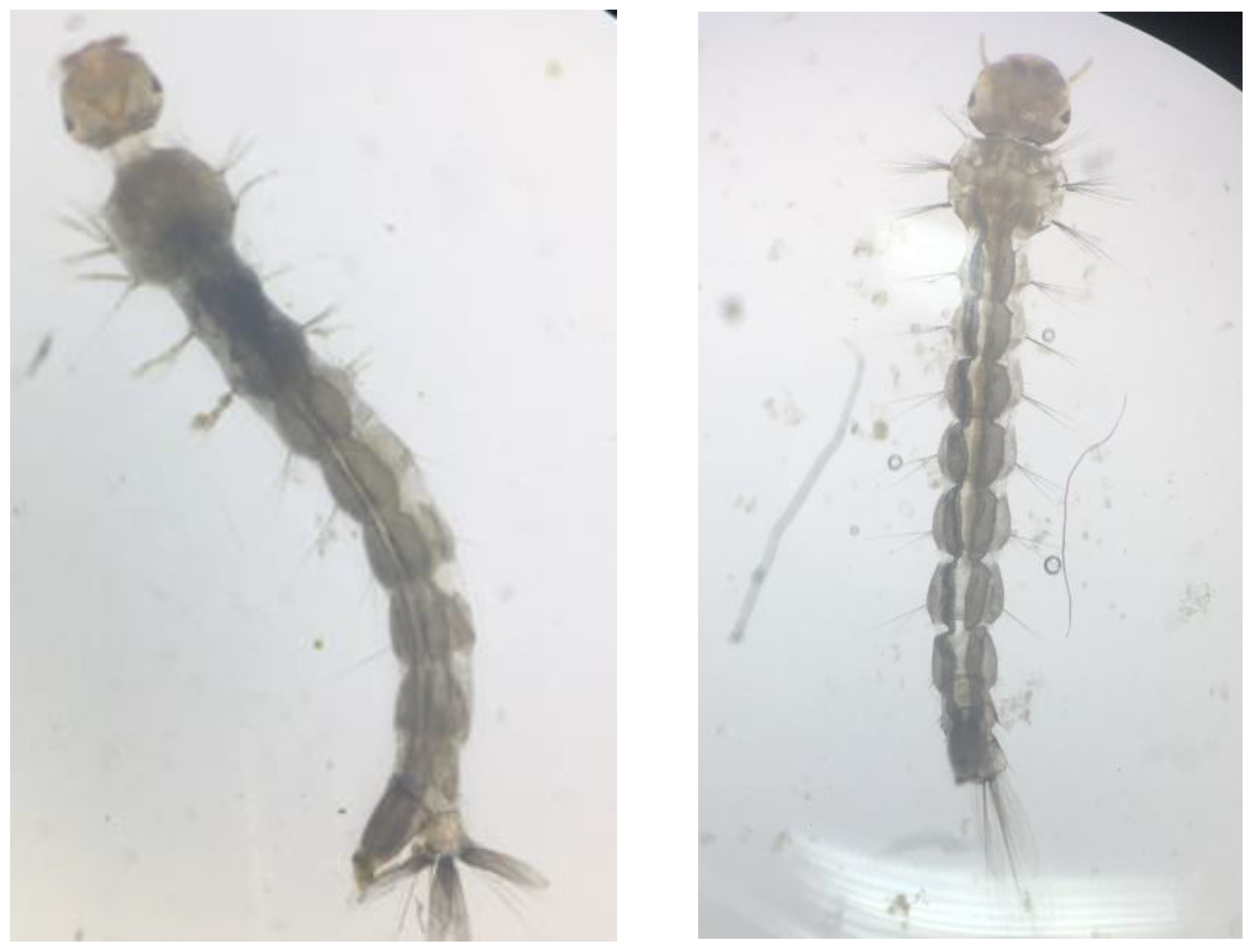 Parasitologia 01 00022 g002
