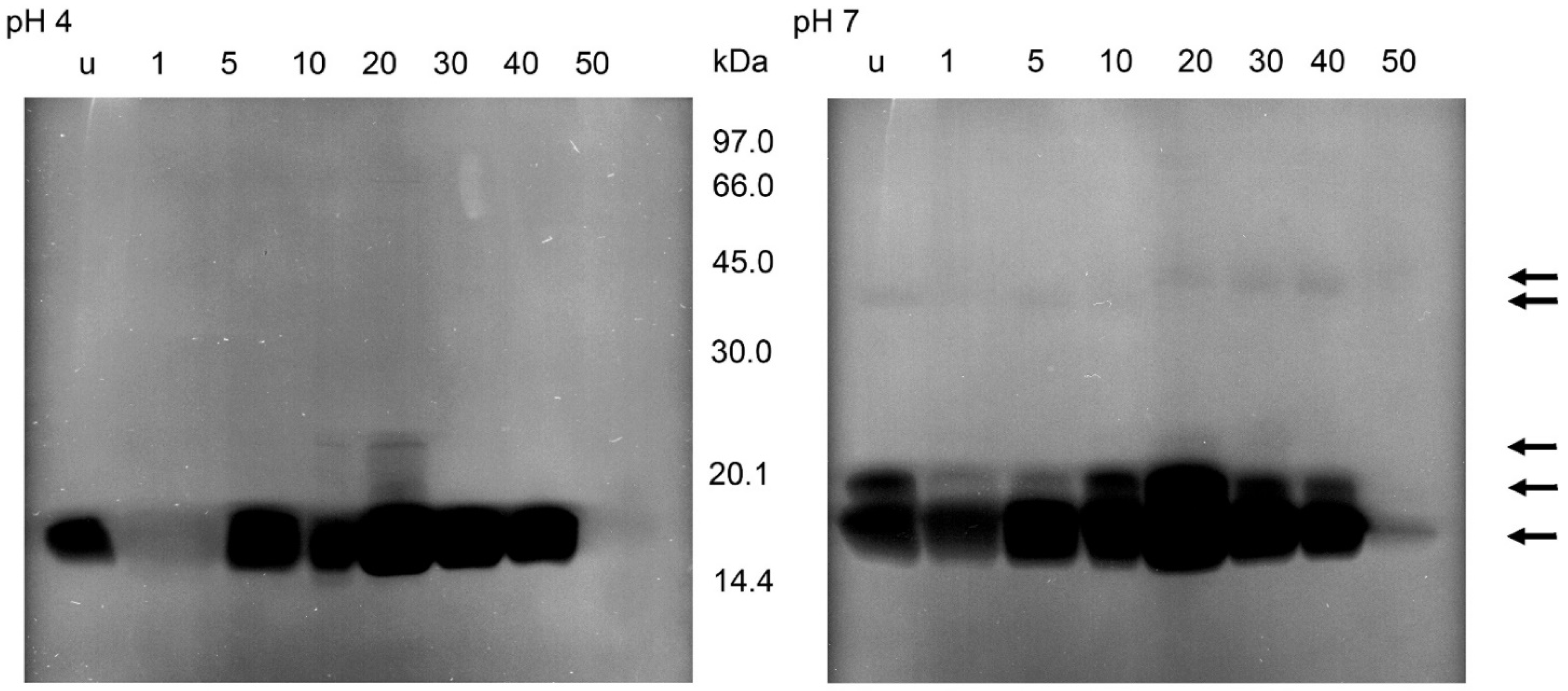 Parasitologia 02 00002 g007