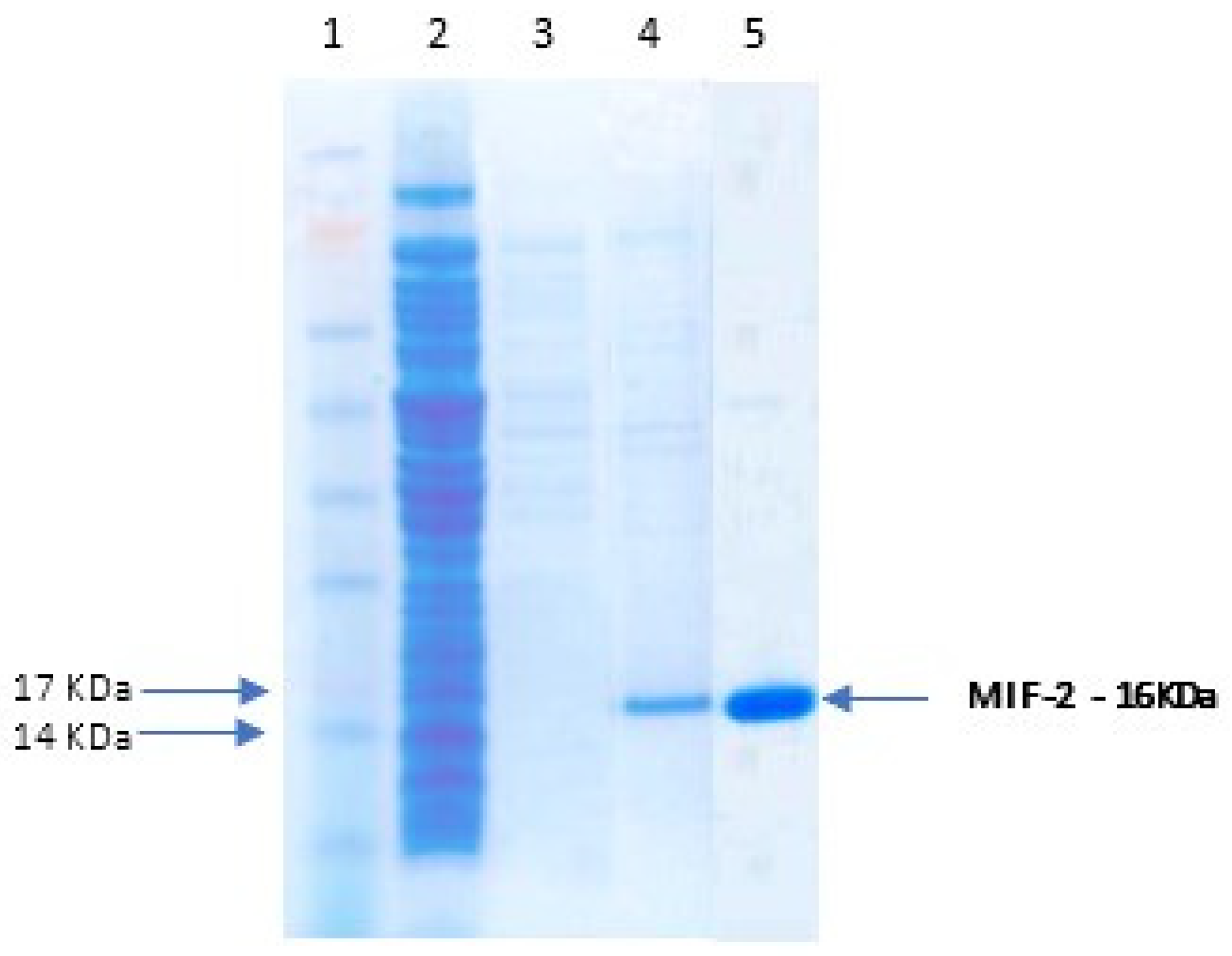 Parasitologia 02 00028 g004
