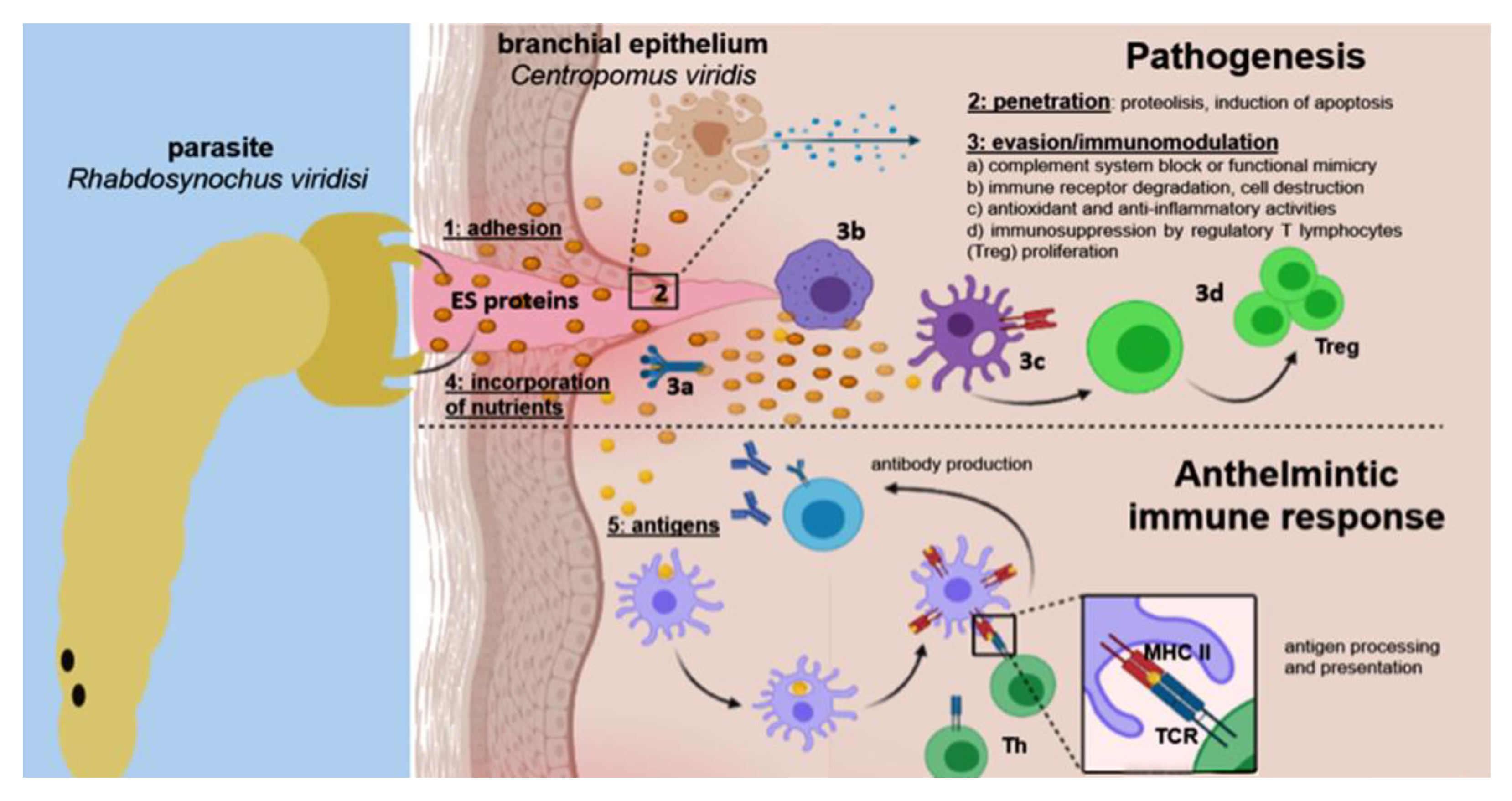 Parasitologia 03 00004 g004