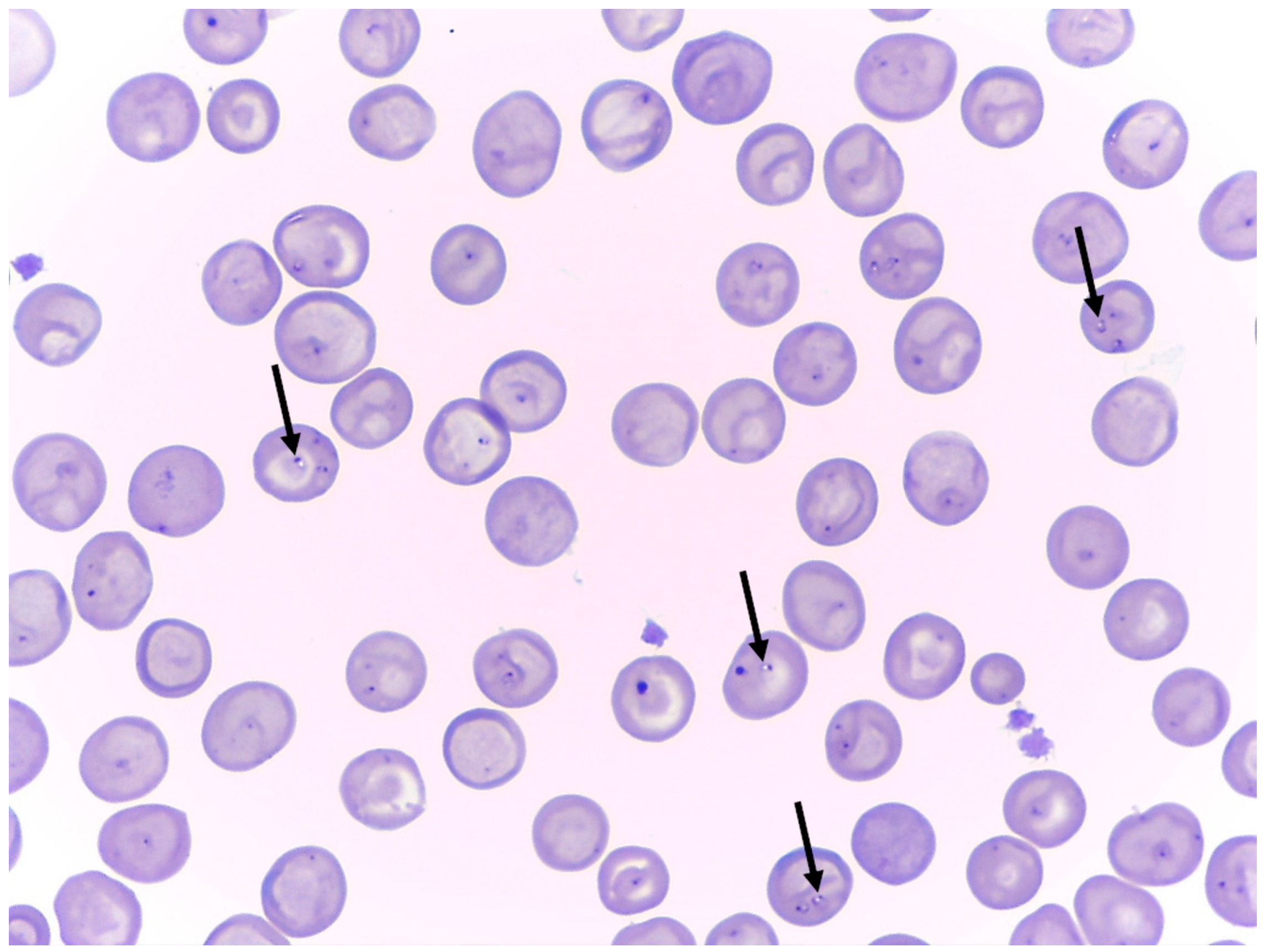 Parasitologia 03 00008 g002