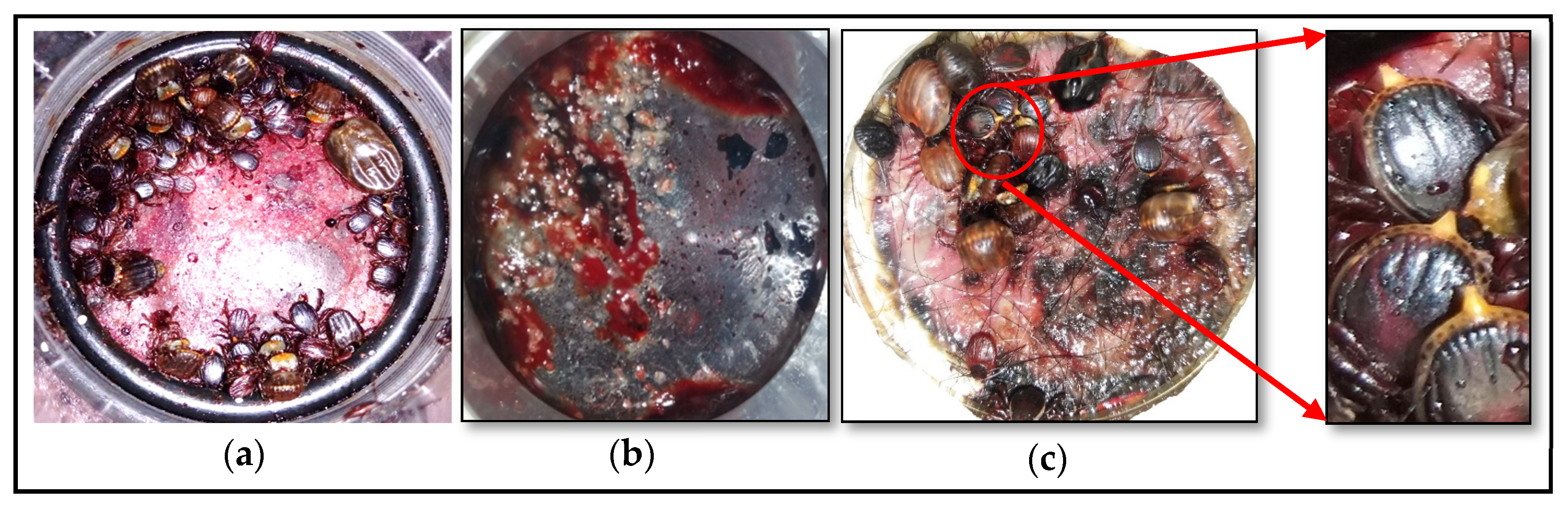 Parasitologia 03 00012 g001