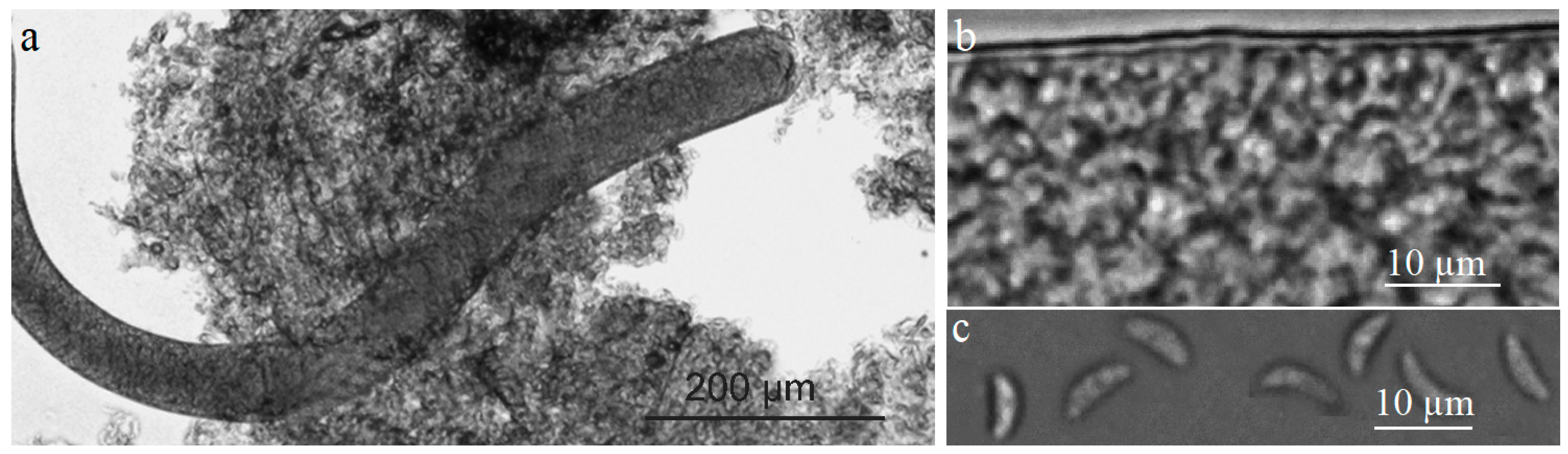 Parasitologia 03 00018 g001 Parasitologia 03 00018 g001