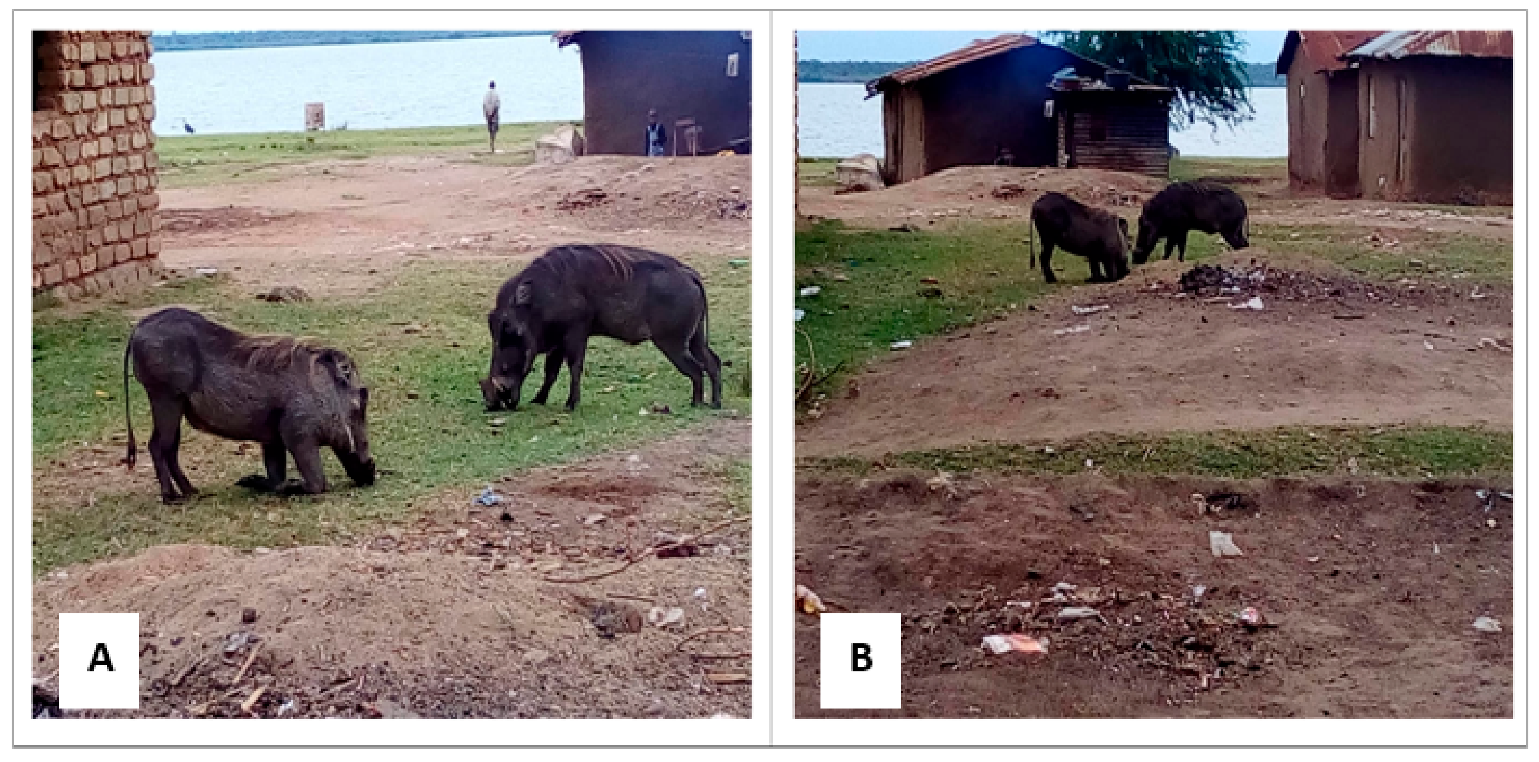 Parasitologia 03 00019 g002