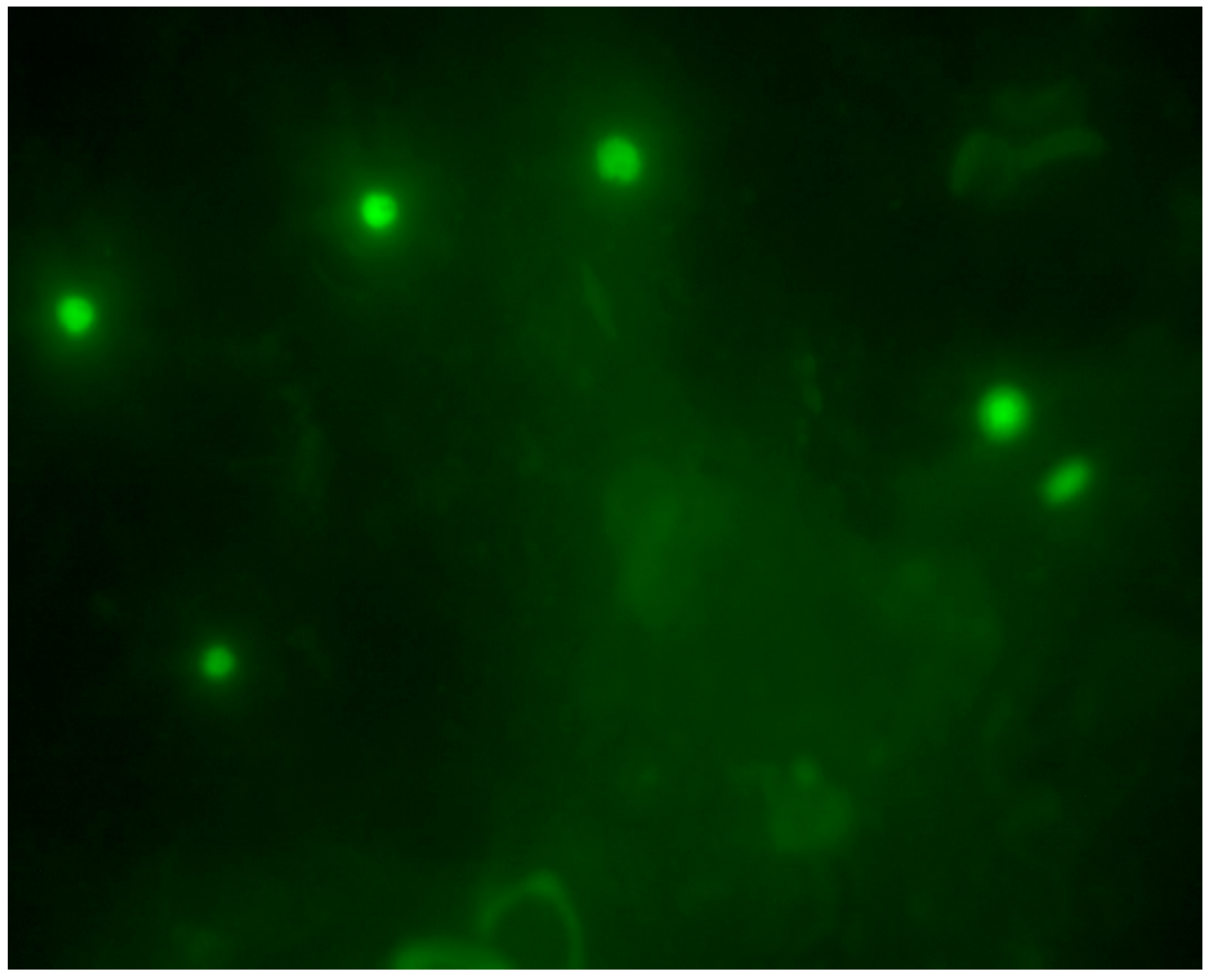 Parasitologia 03 00019 g003