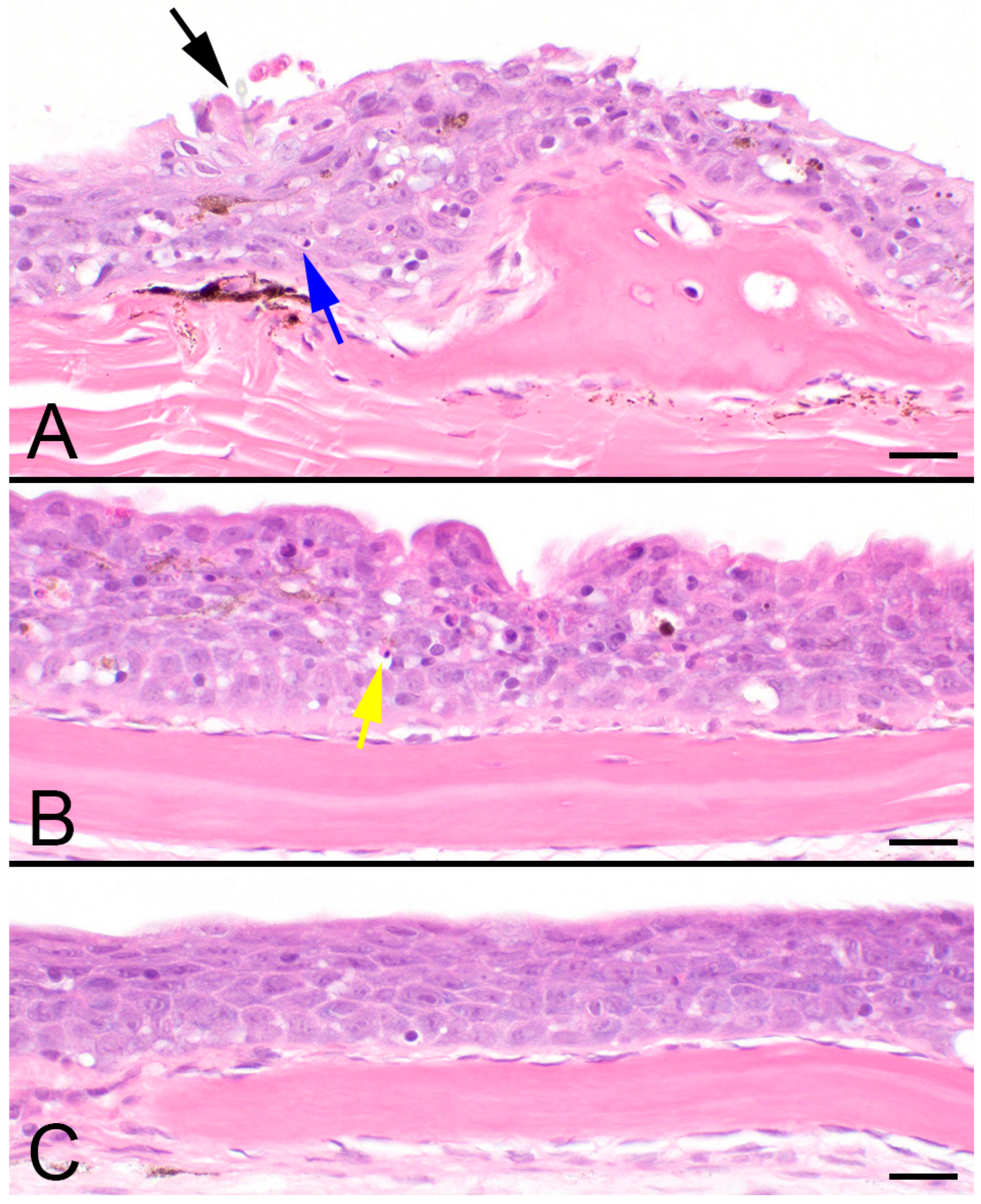 Parasitologia 03 00021 g001