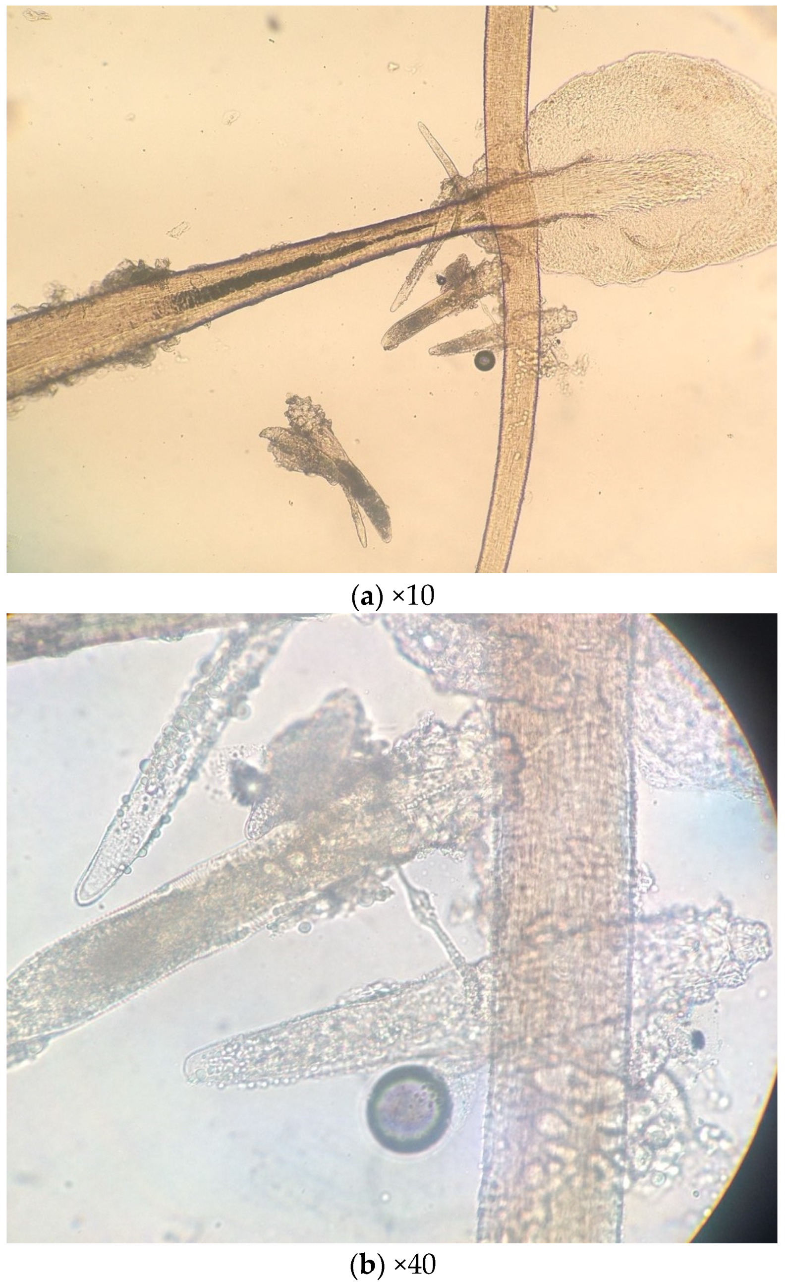 Parasitologia 04 00011 g002