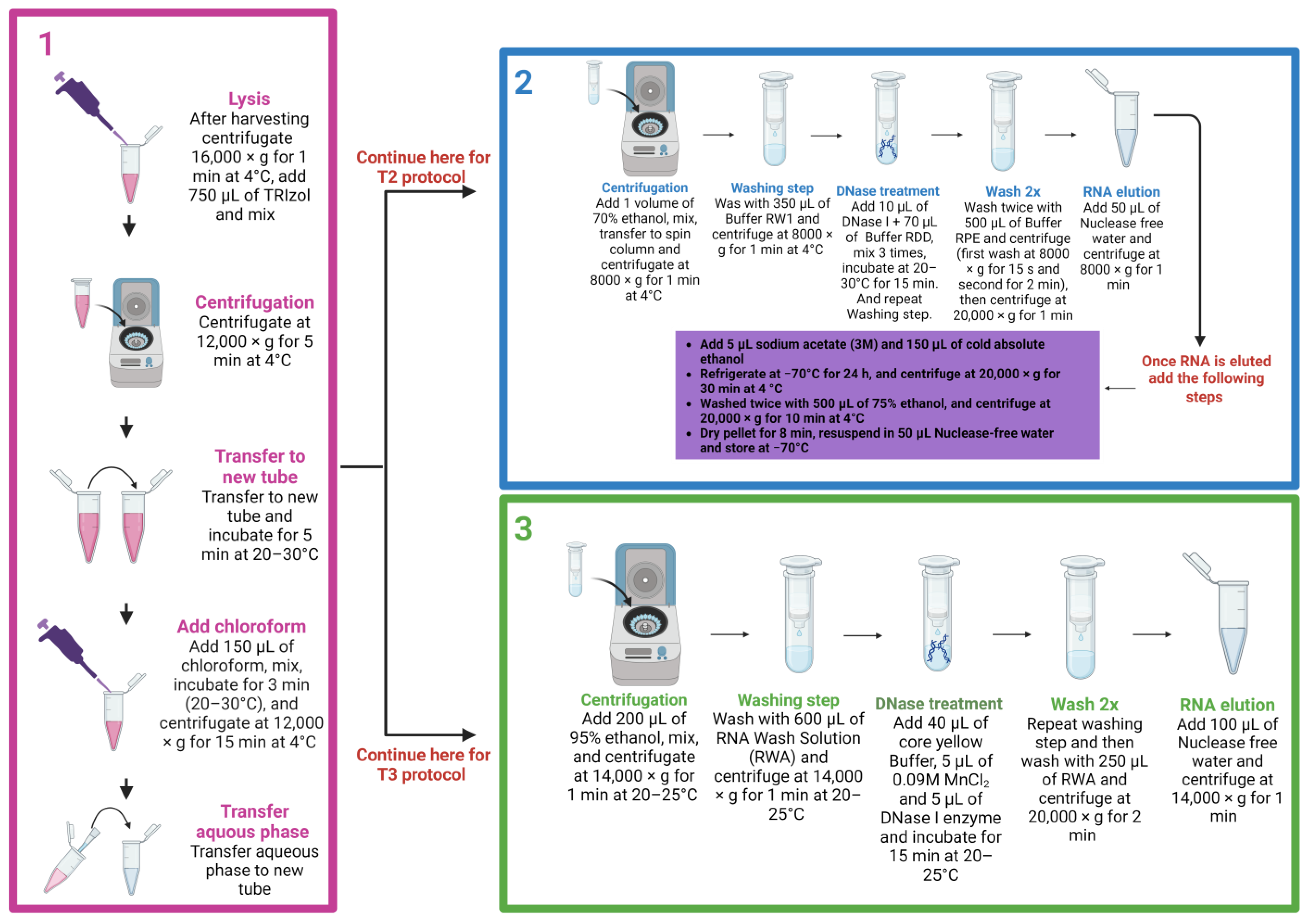 Parasitologia 04 00017 g005