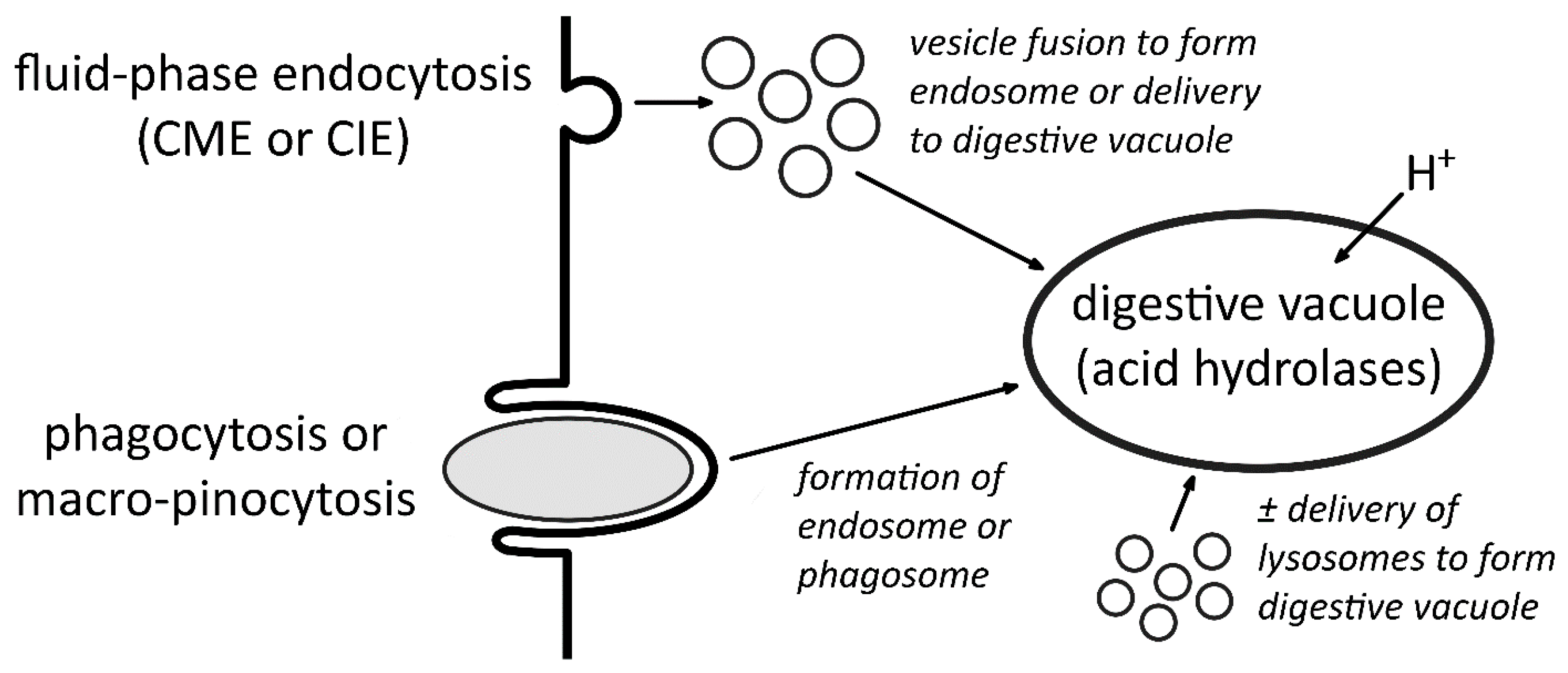 Parasitologia 04 00019 g001 Parasitologia 04 00019 g001