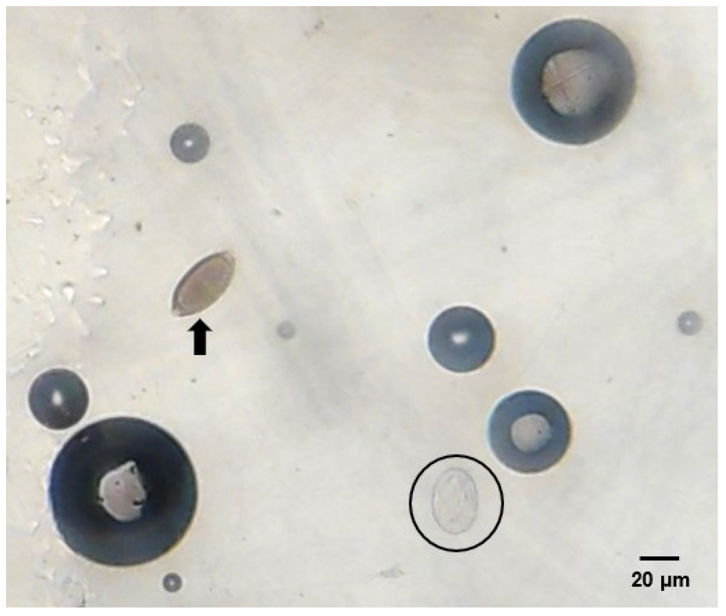 Parasitologia 04 00023 g002