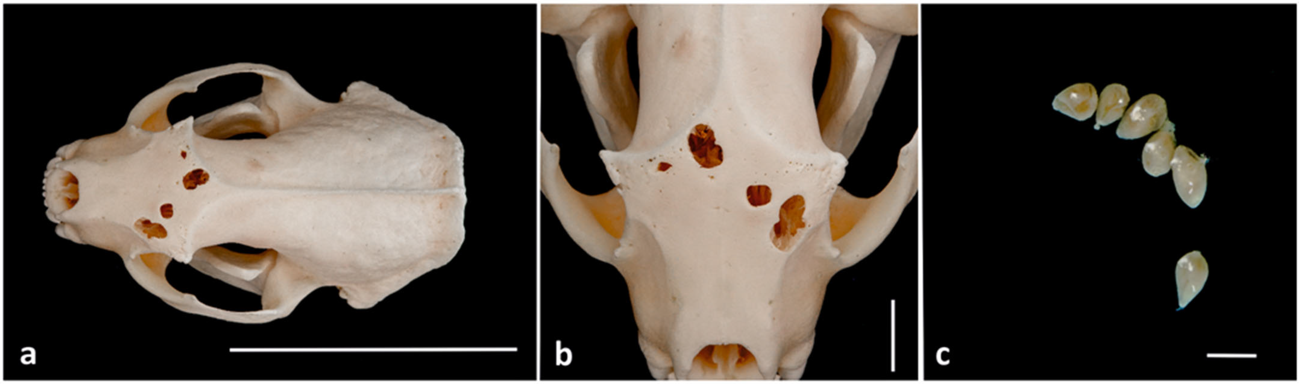 Parasitologia 04 00032 g002