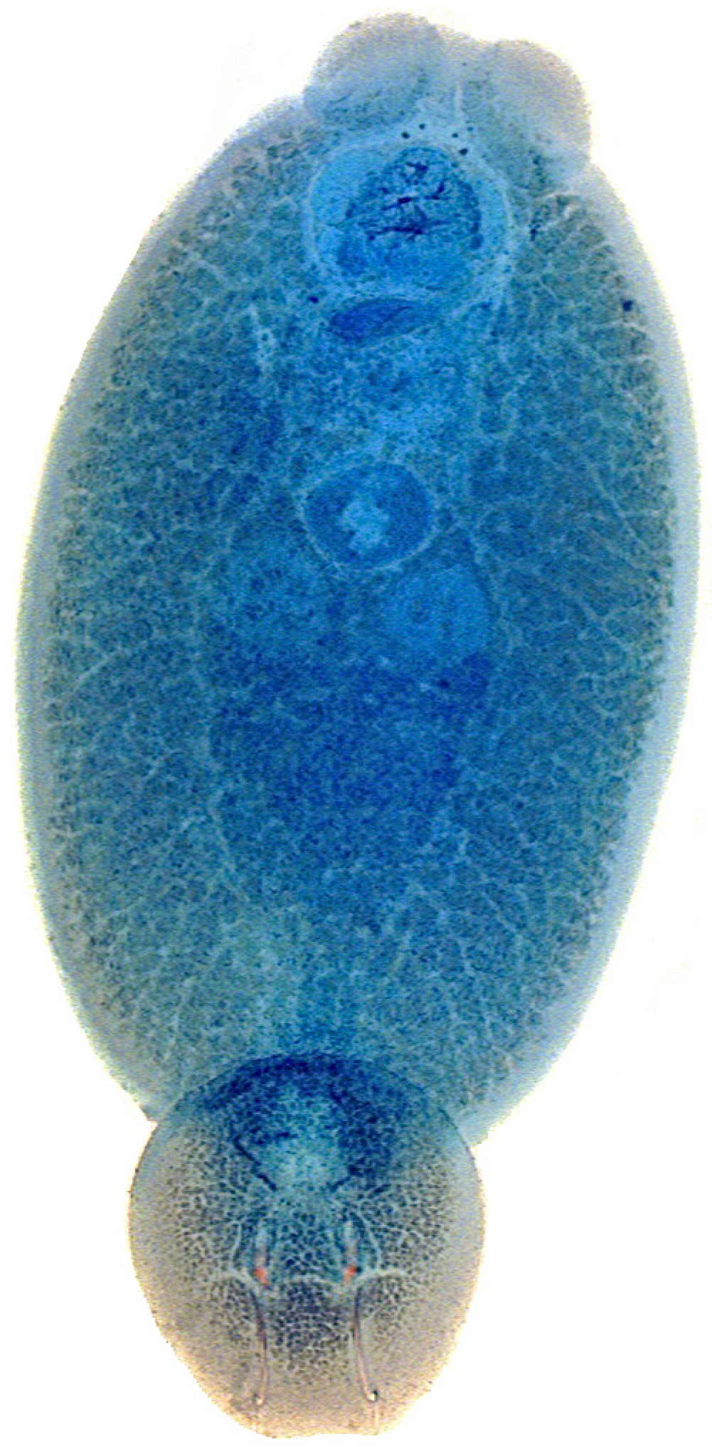 Parasitologia 05 00016 g001 Parasitologia 05 00016 g001