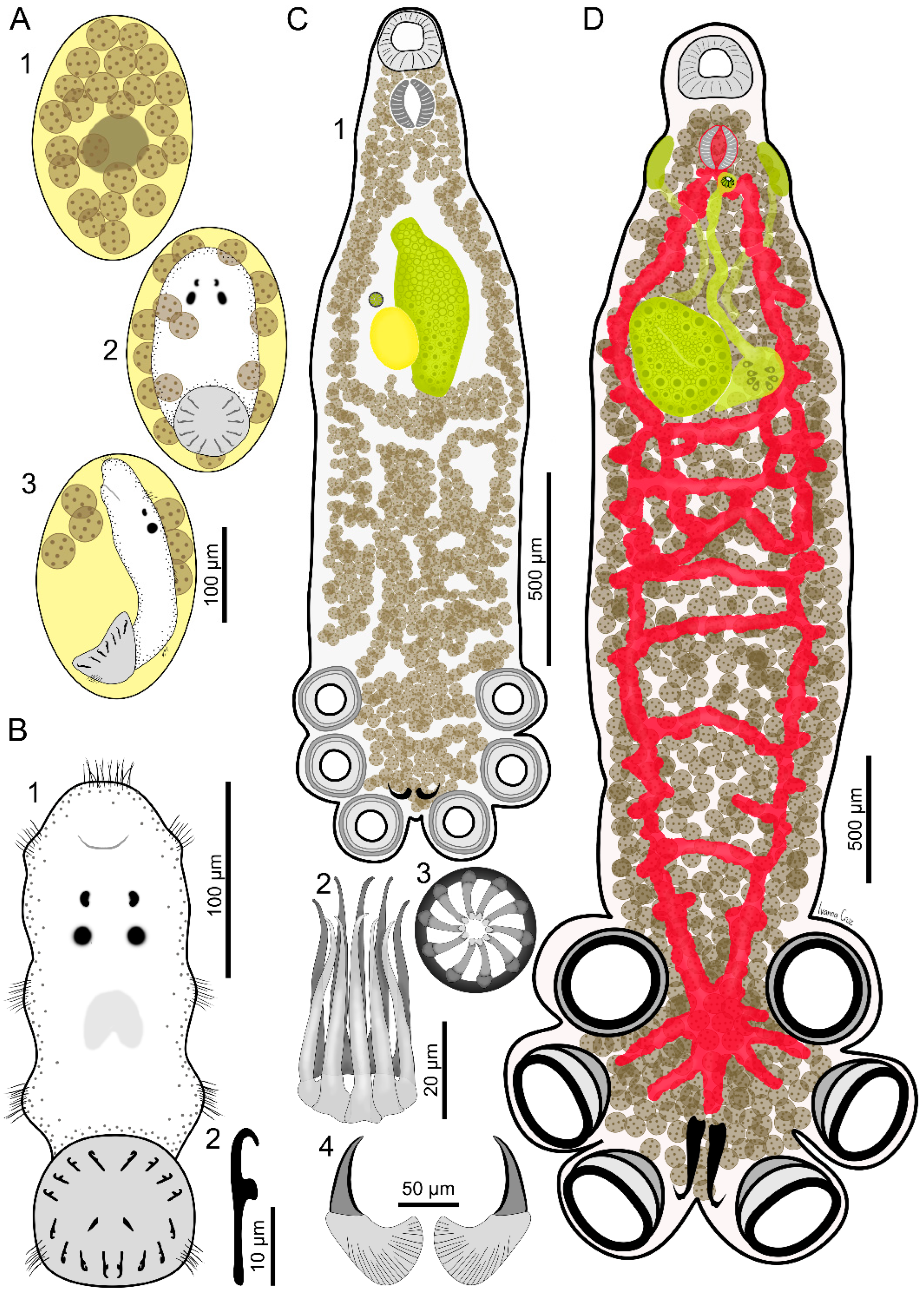 Parasitologia 05 00017 g002