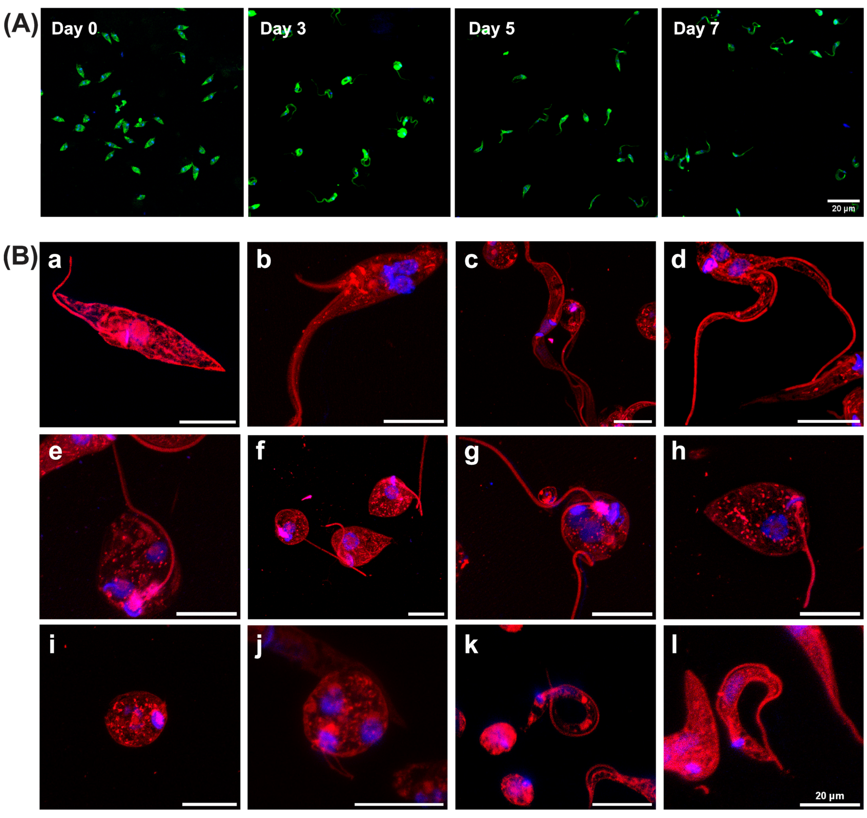 Parasitologia 05 00020 g002