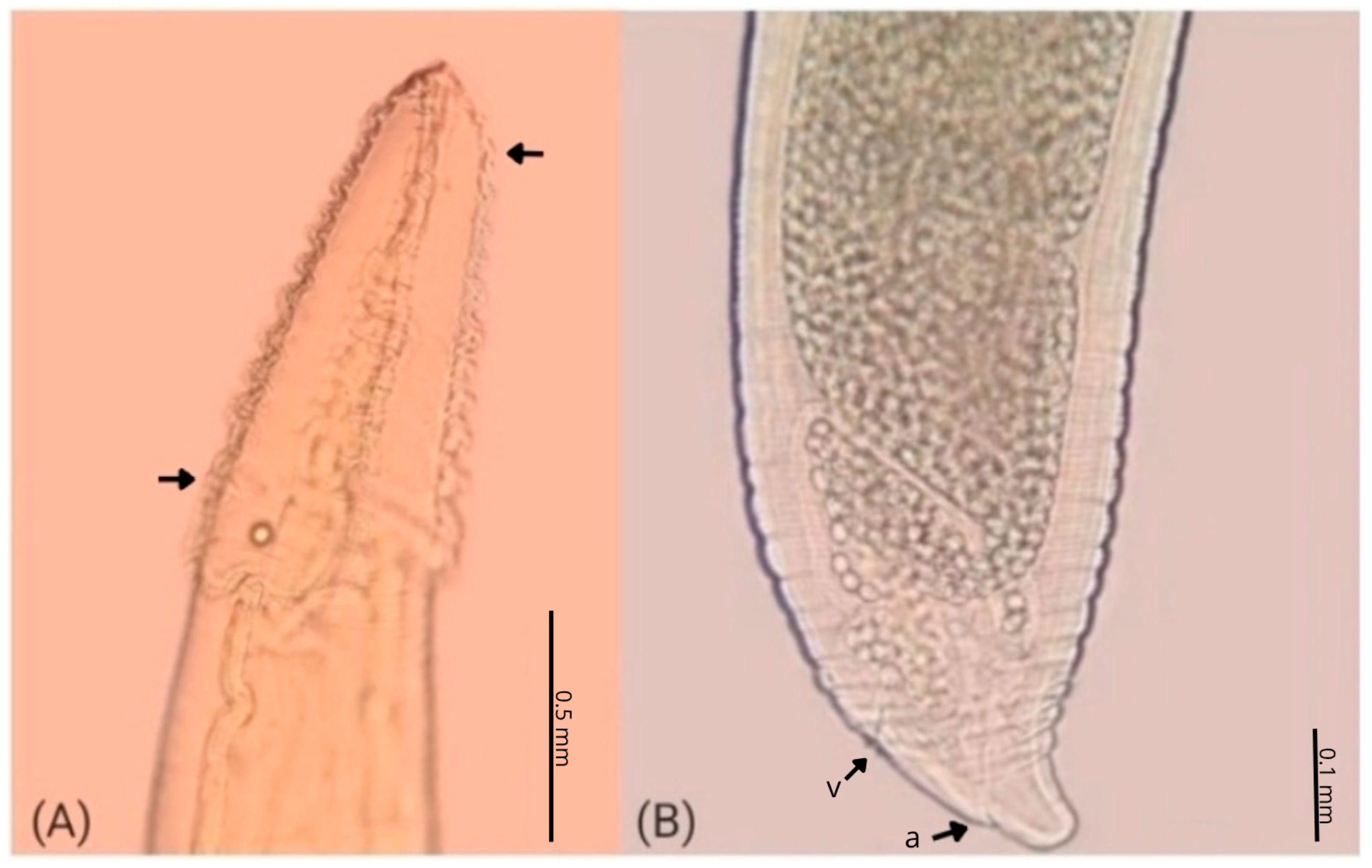 Parasitologia 05 00032 g003