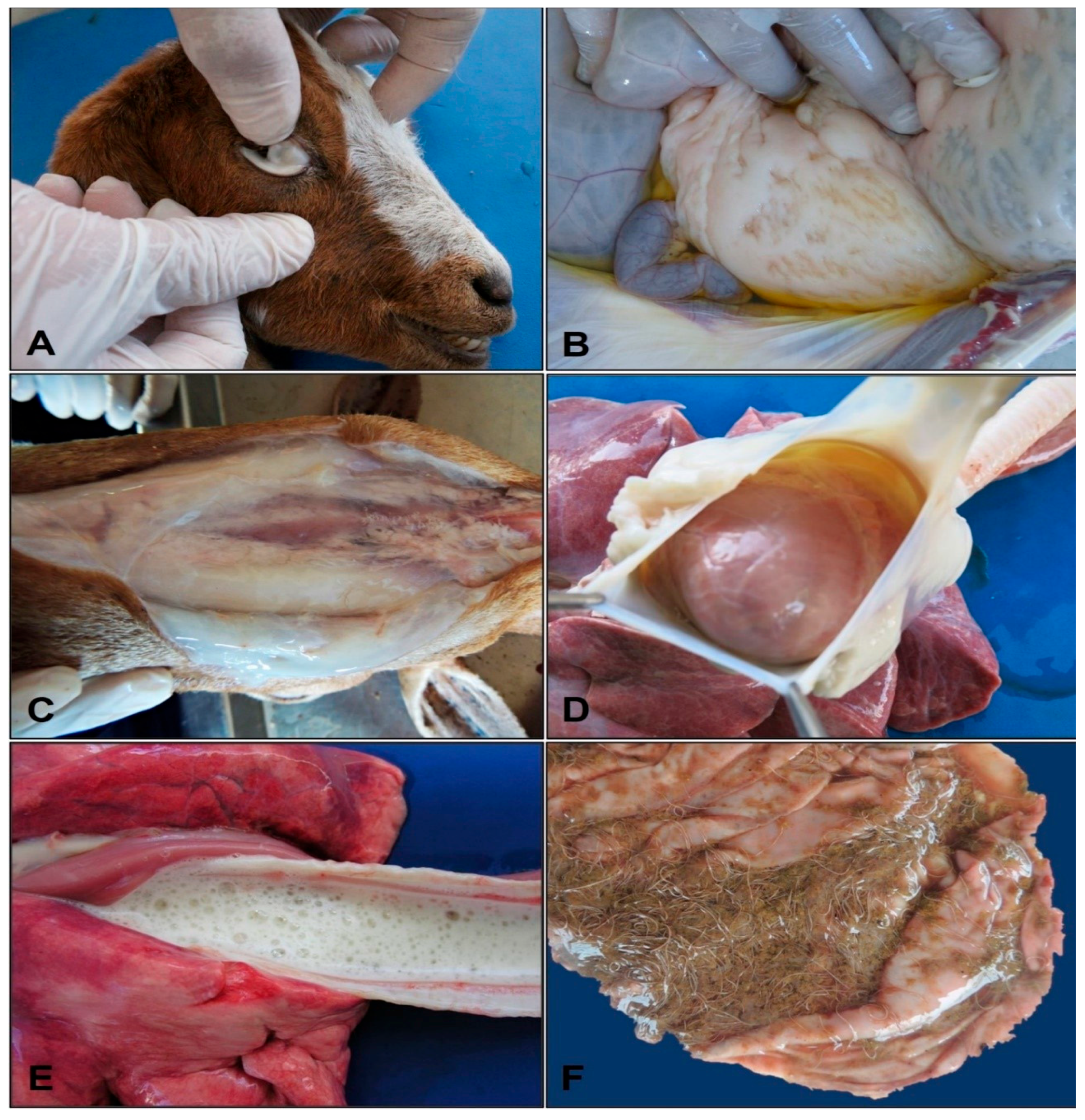 Parasitologia 05 00055 g003