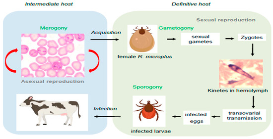 The life cycle of Babesia spp. within the tick vector and the bovine host. Source: Adapted from [41].