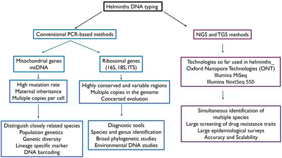 A schematic summary of molecular methods for helminth DNA typing and applications.
