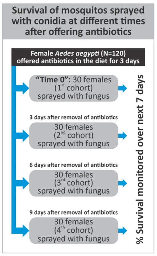 Timeline for experiments carried out to observe mosquito survival following infection of insects previously offered antibiotics in the diet.