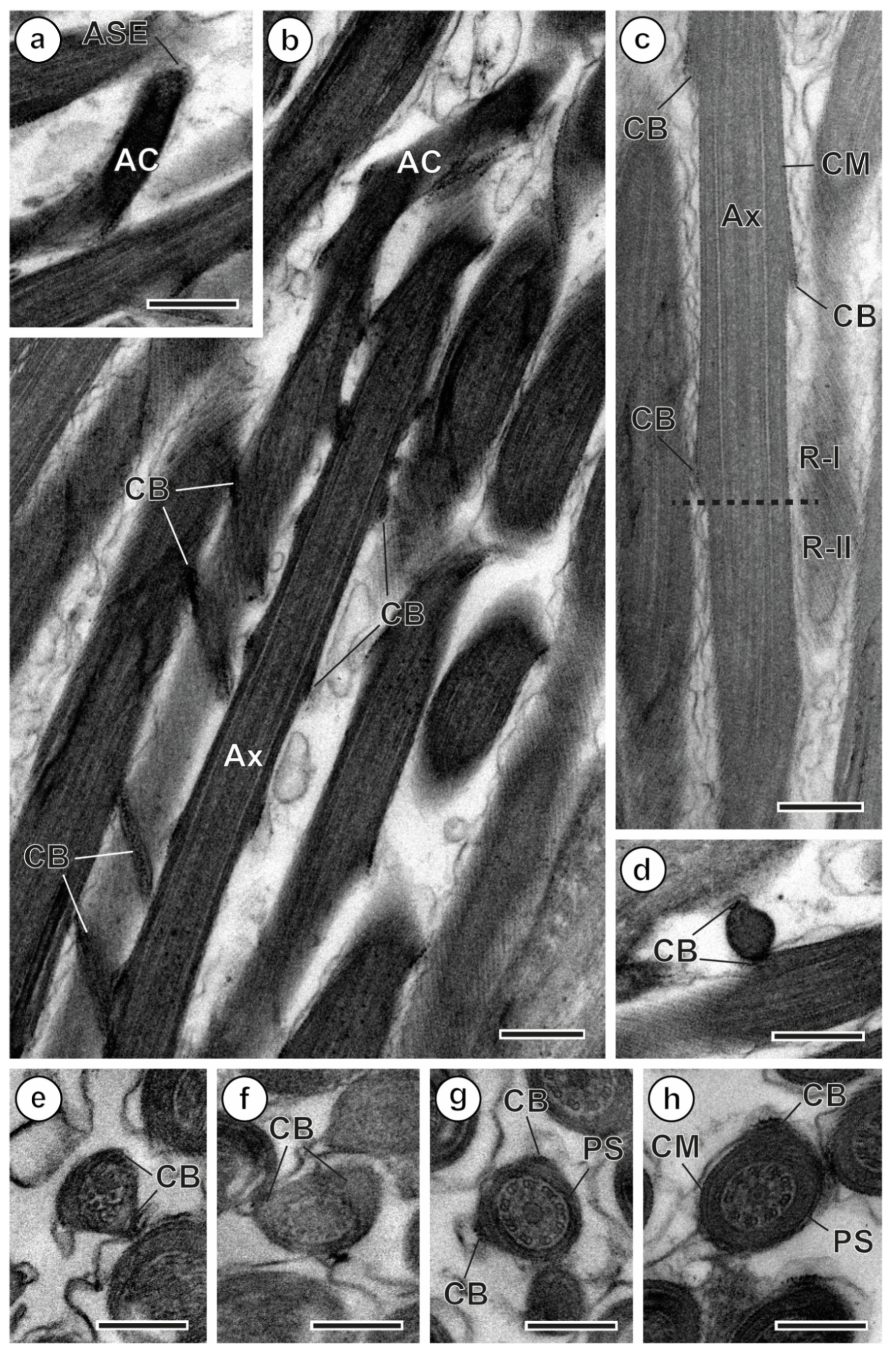 Parasitologia 06 00014 g001 Parasitologia 06 00014 g001