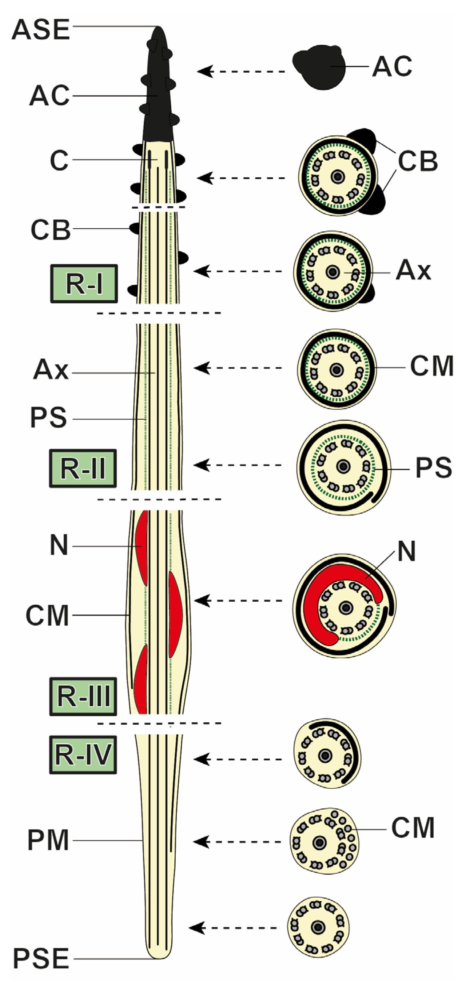 Parasitologia 06 00014 g003 Parasitologia 06 00014 g003
