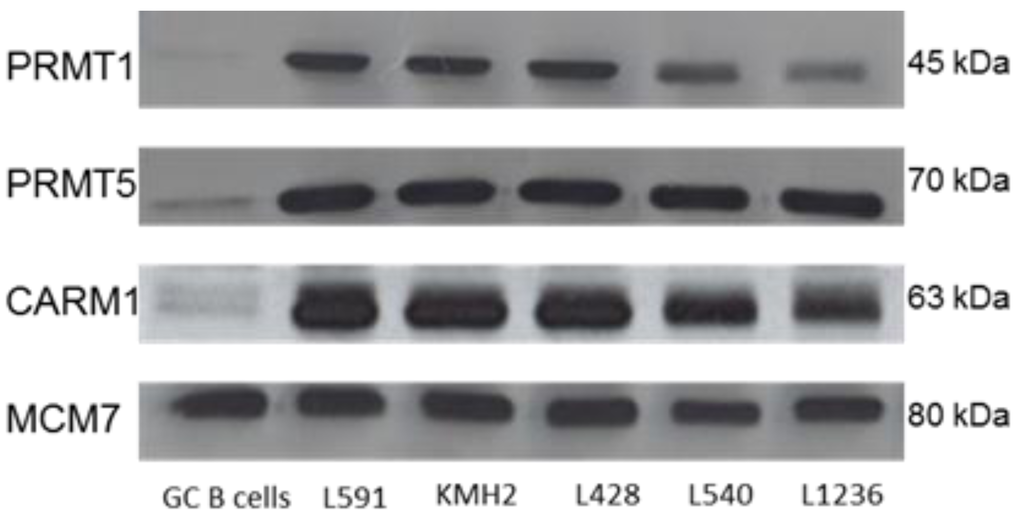 Pathogens 01 00052 g001 1024