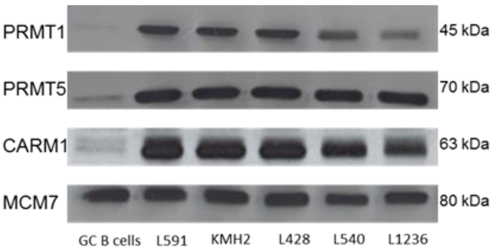 Pathogens 01 00052 g001