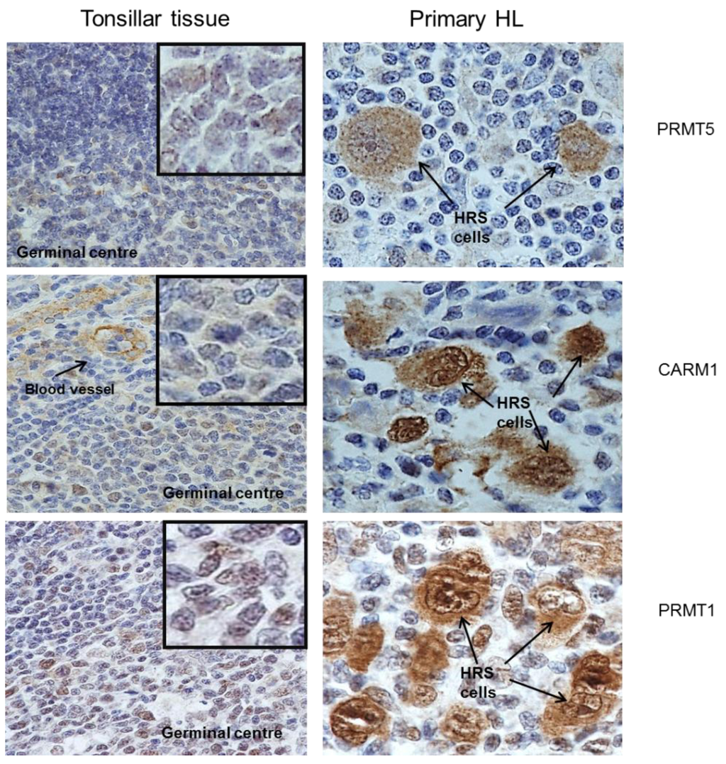 Pathogens 01 00052 g002 1024