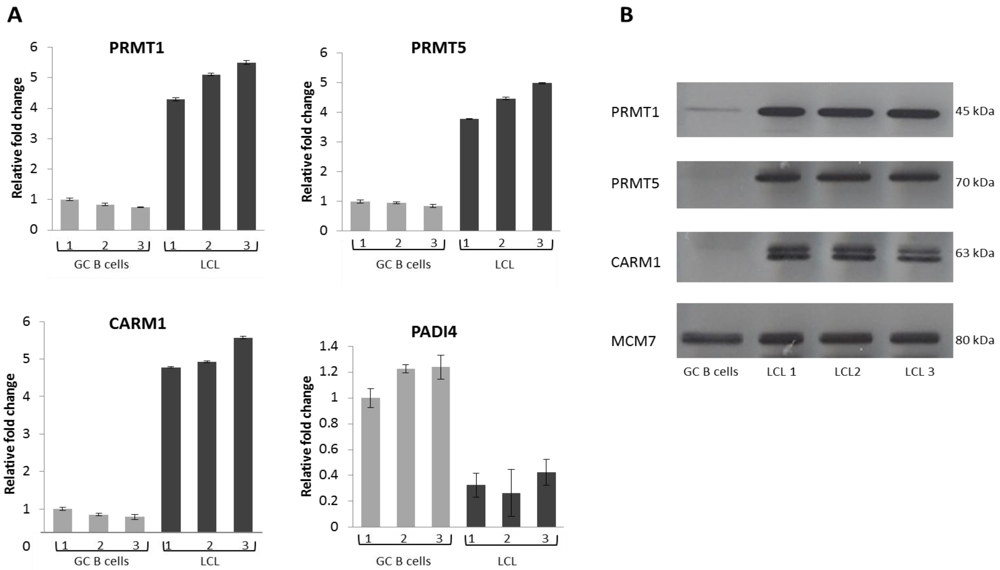 Pathogens 01 00052 g003