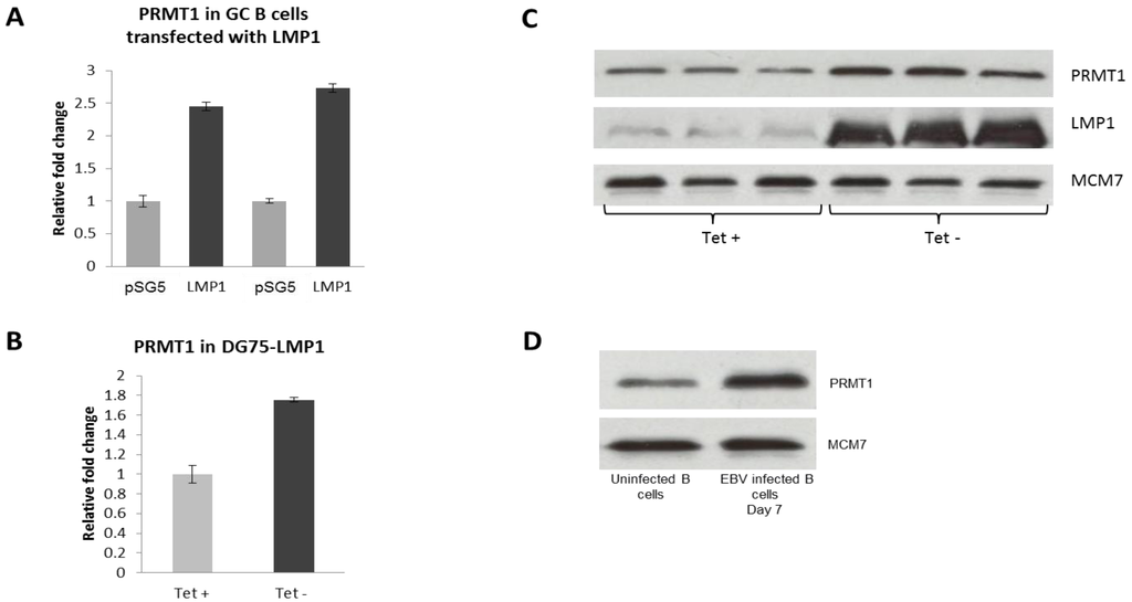 Pathogens 01 00052 g005 1024