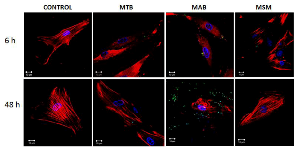 Pathogens 02 00013 g003