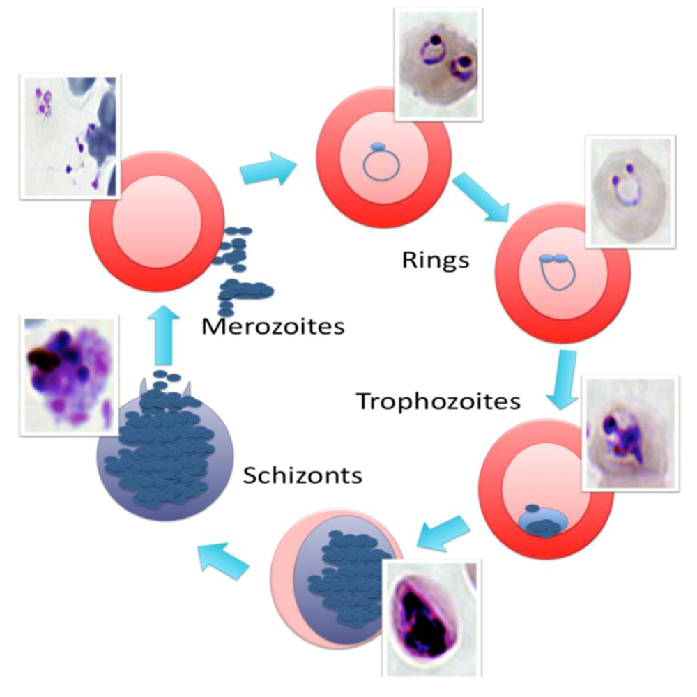 Pathogens 02 00033 g001