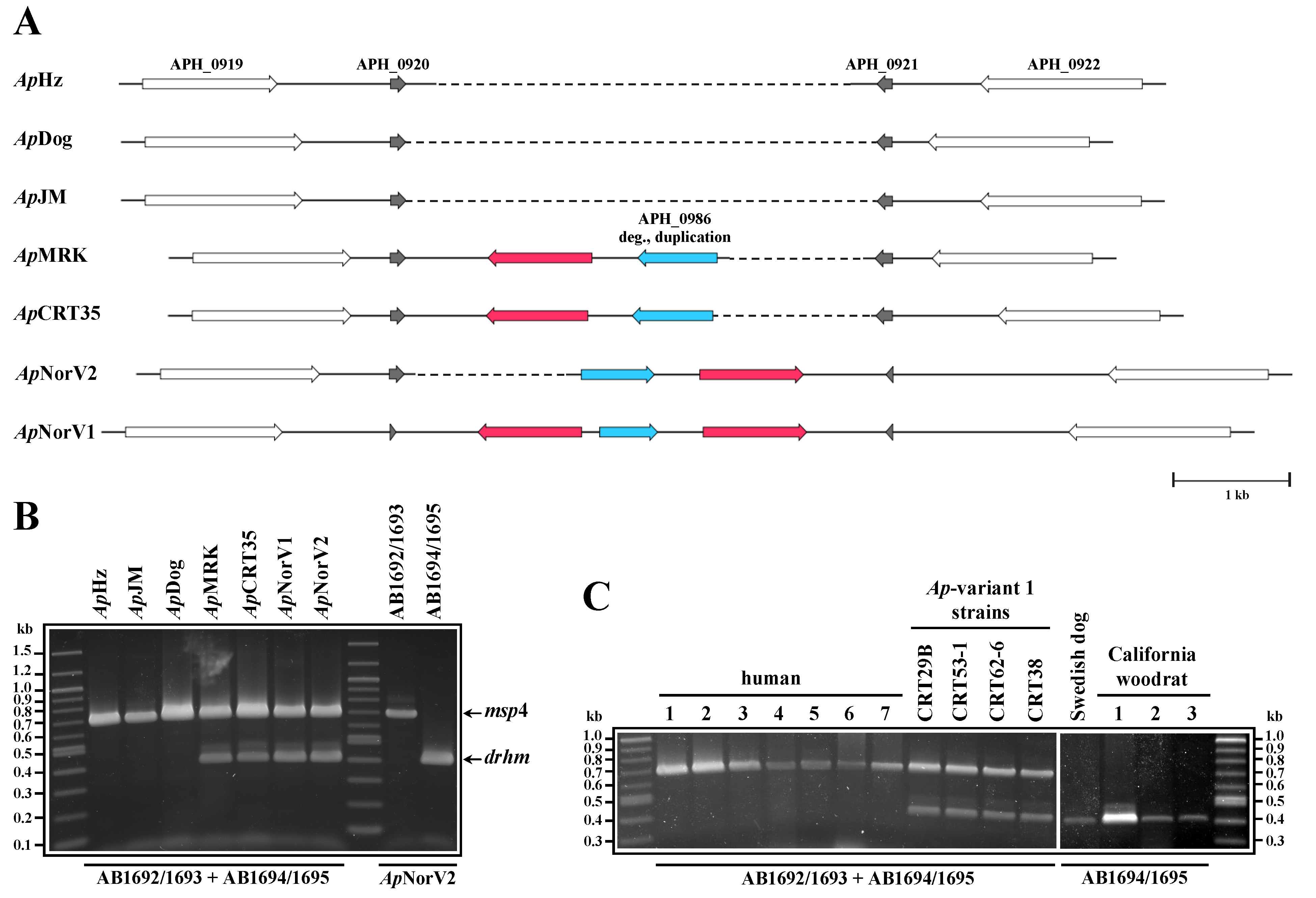 Pathogens 03 00025 g003