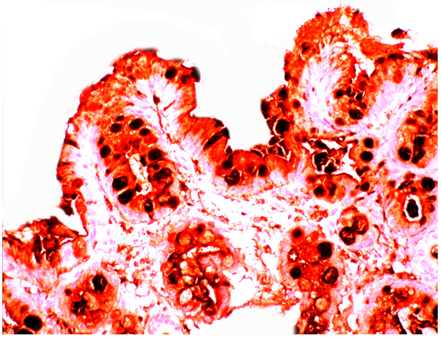 Pathogens 03 00073 g002