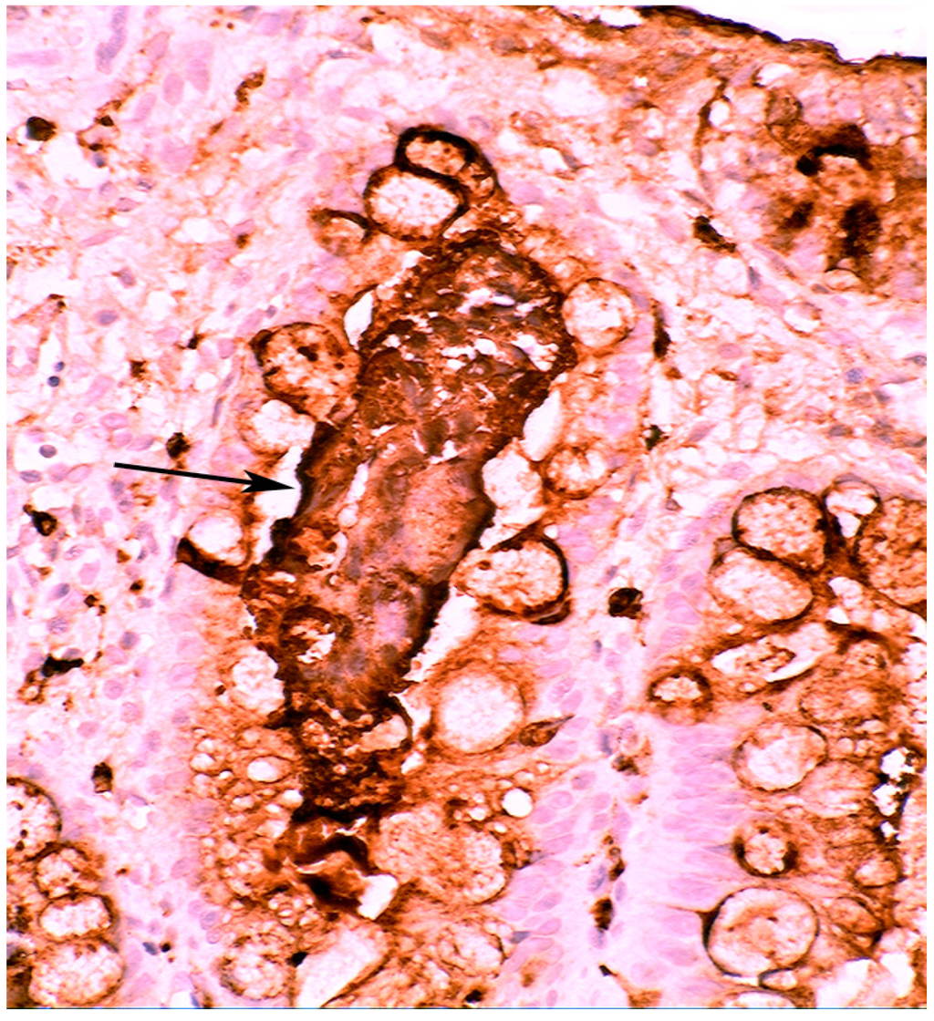 Pathogens 03 00073 g003 1024