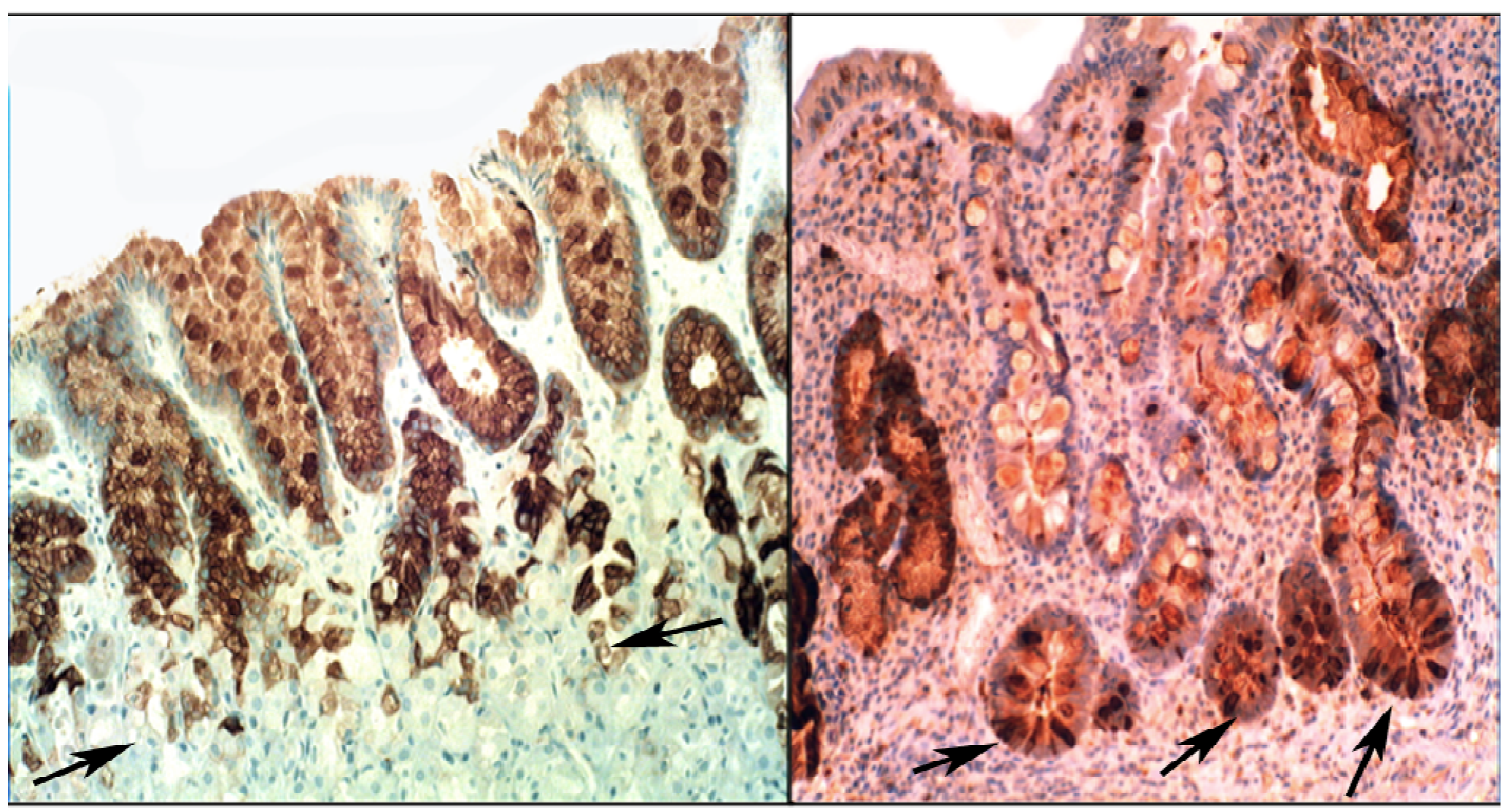 Pathogens 03 00073 g006