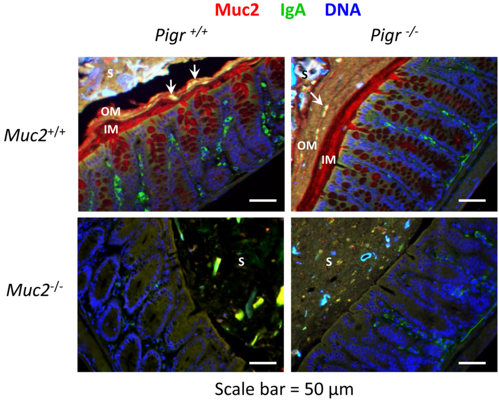 Pathogens 03 00390 g002 1024