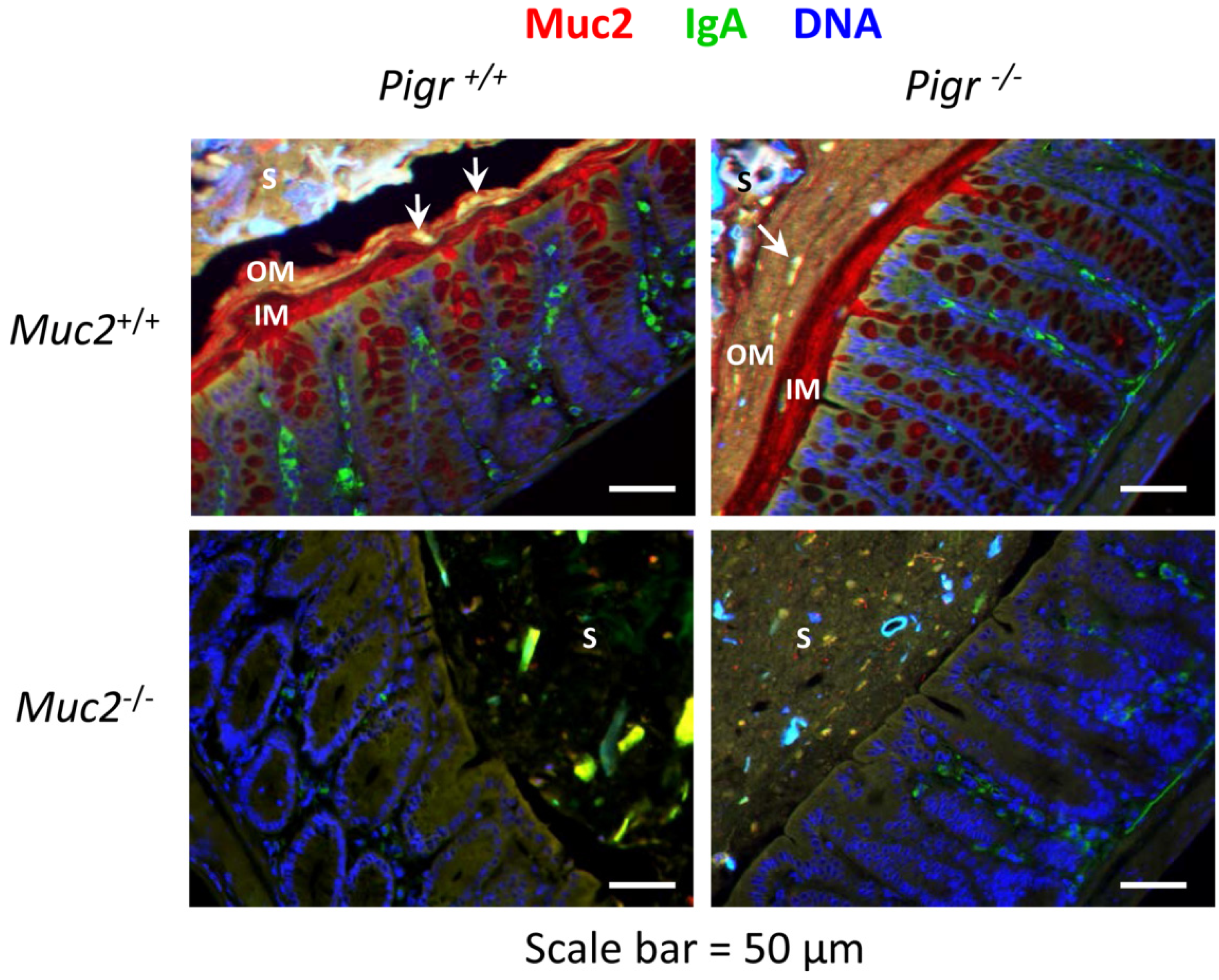 Pathogens 03 00390 g002