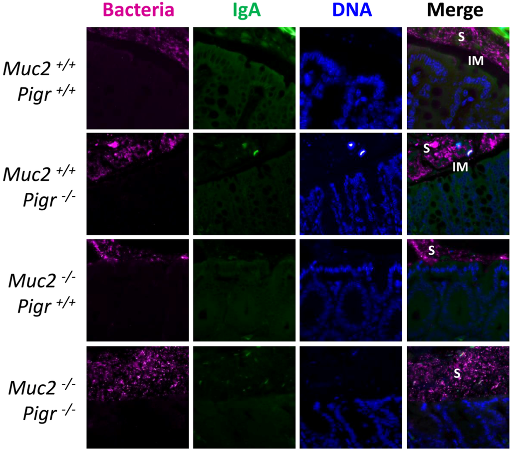 Pathogens 03 00390 g005 1024