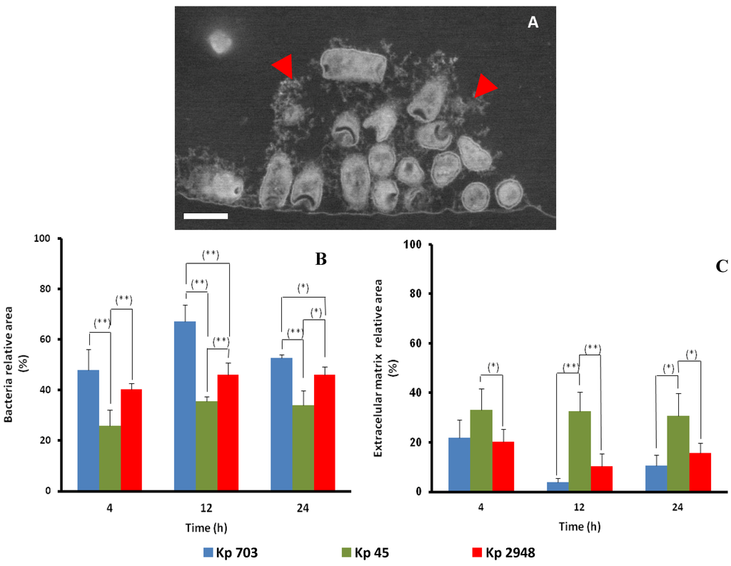 Pathogens 03 00720 g002 1024